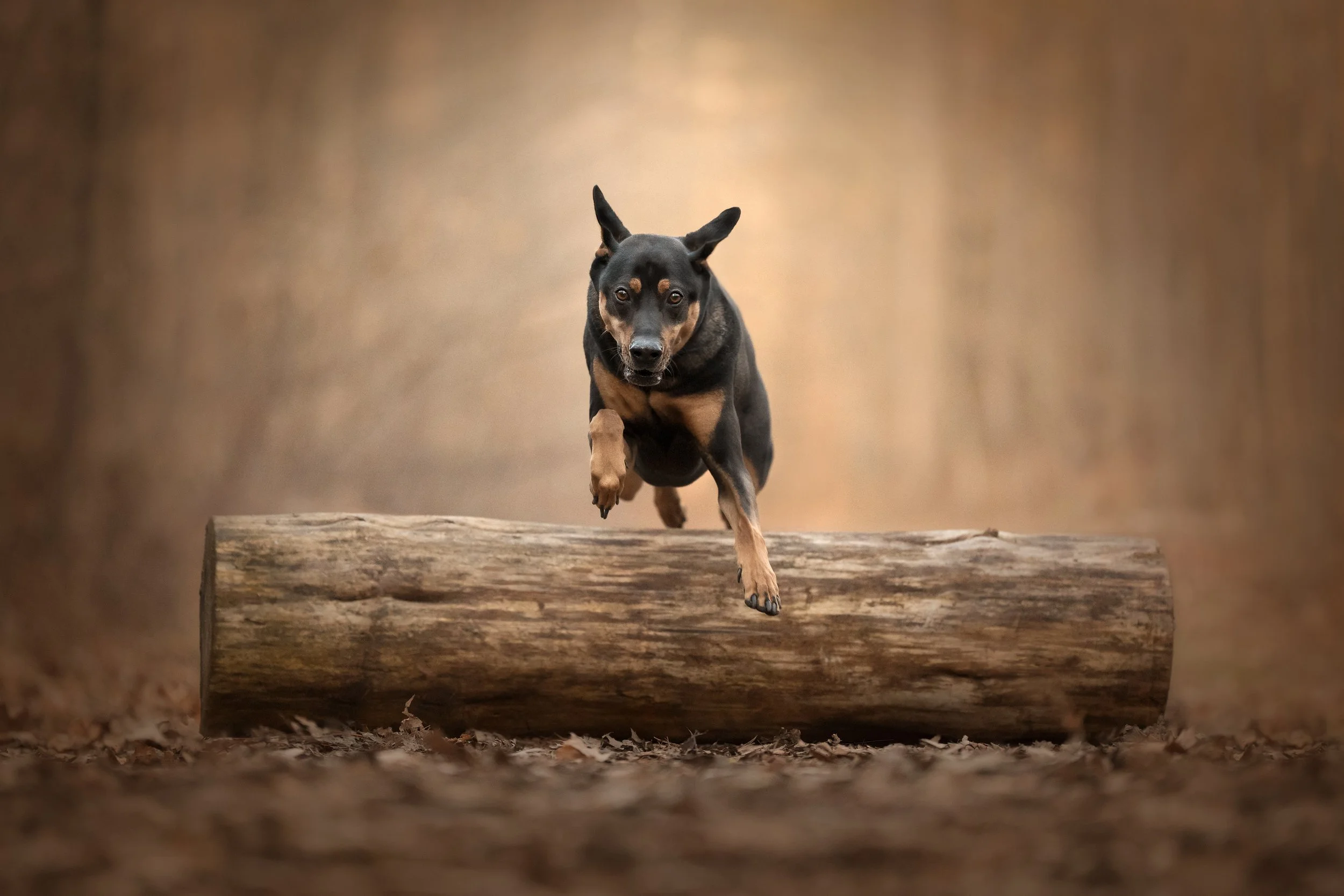 Dog Action Photography.jpg