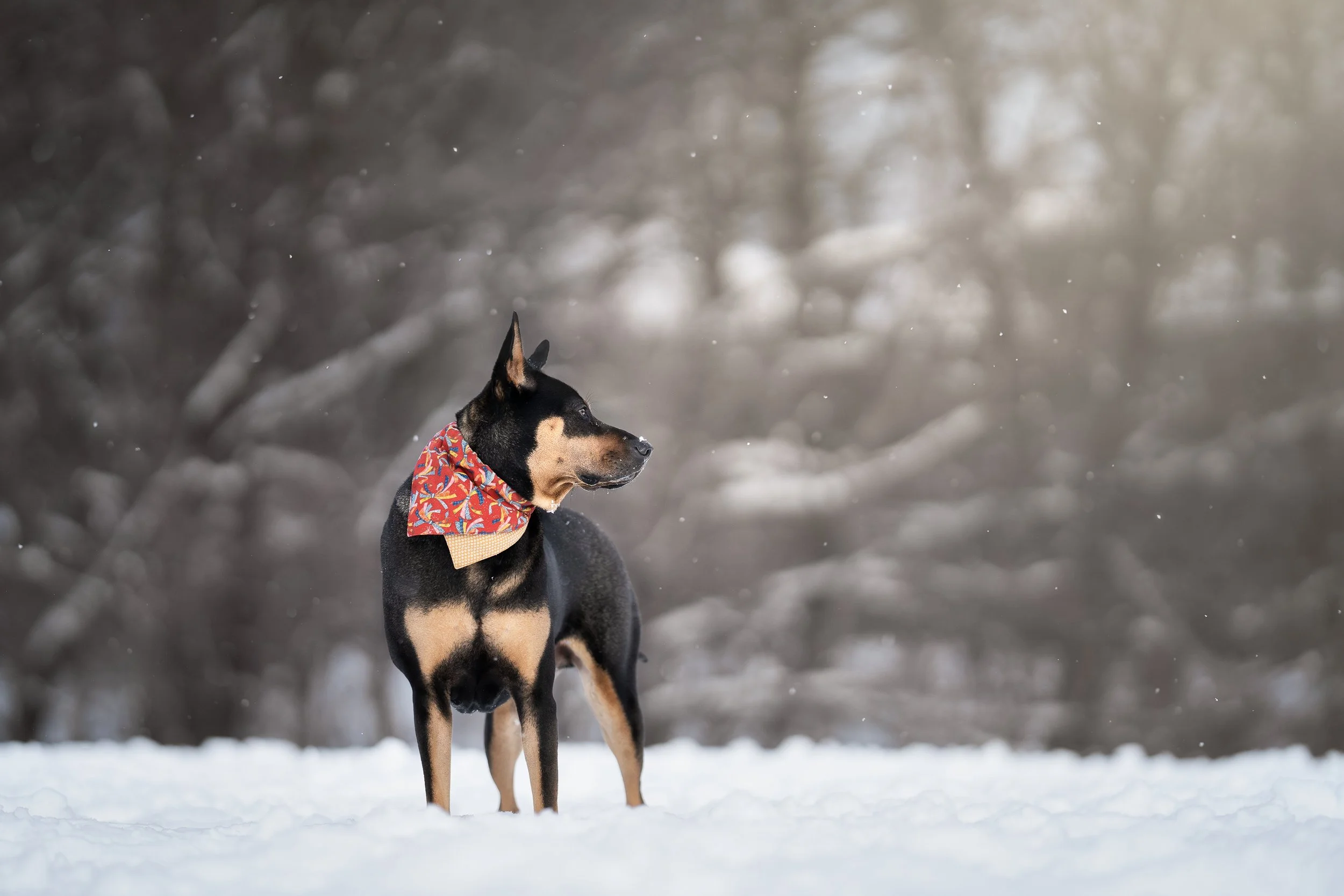 Dog Portrait15.jpg
