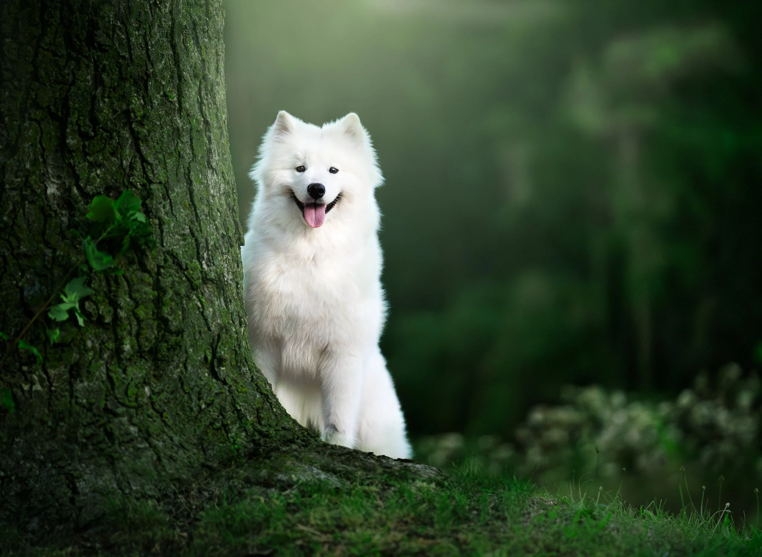 Dog Portrait13.jpg