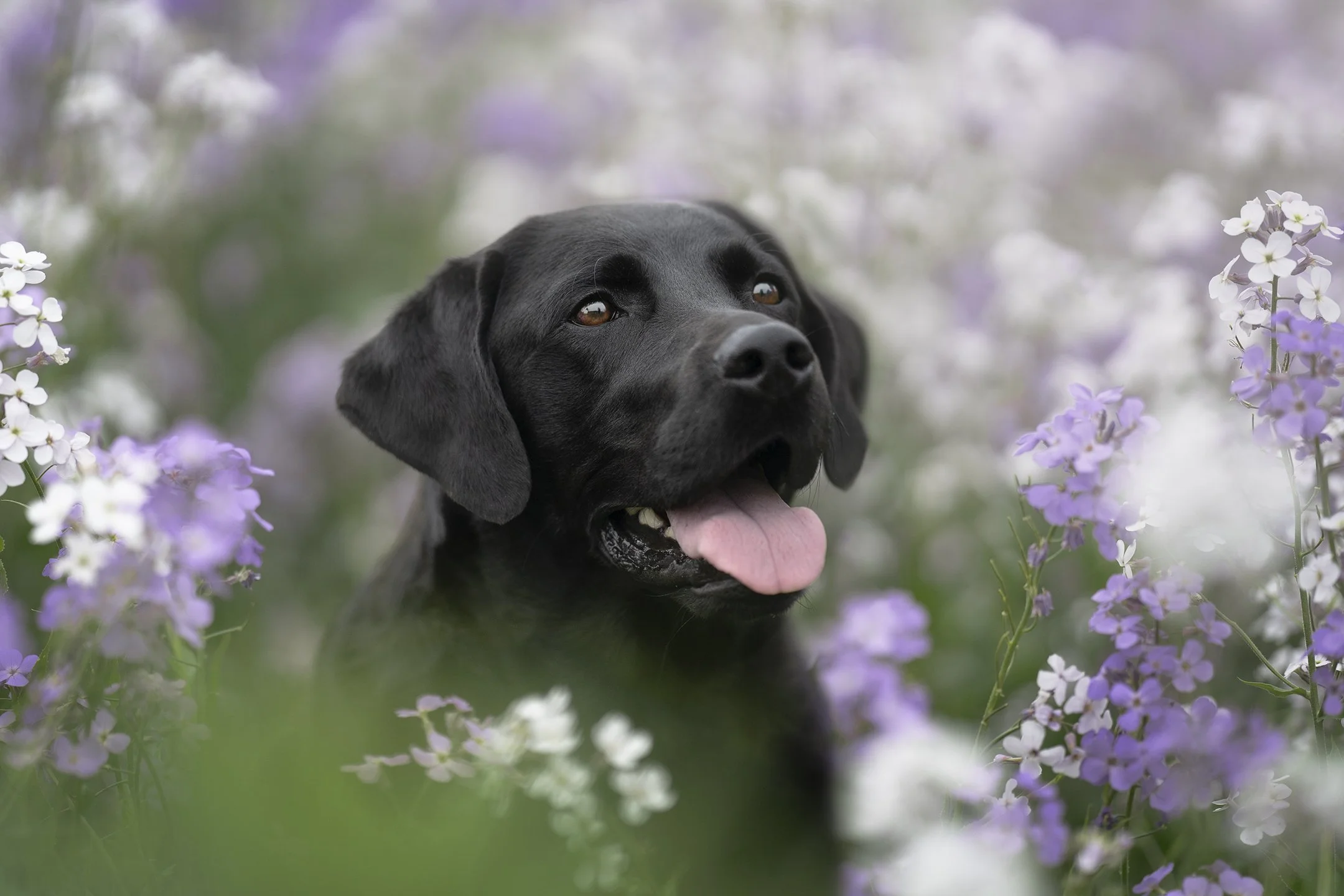 Dog Portrait12.jpg