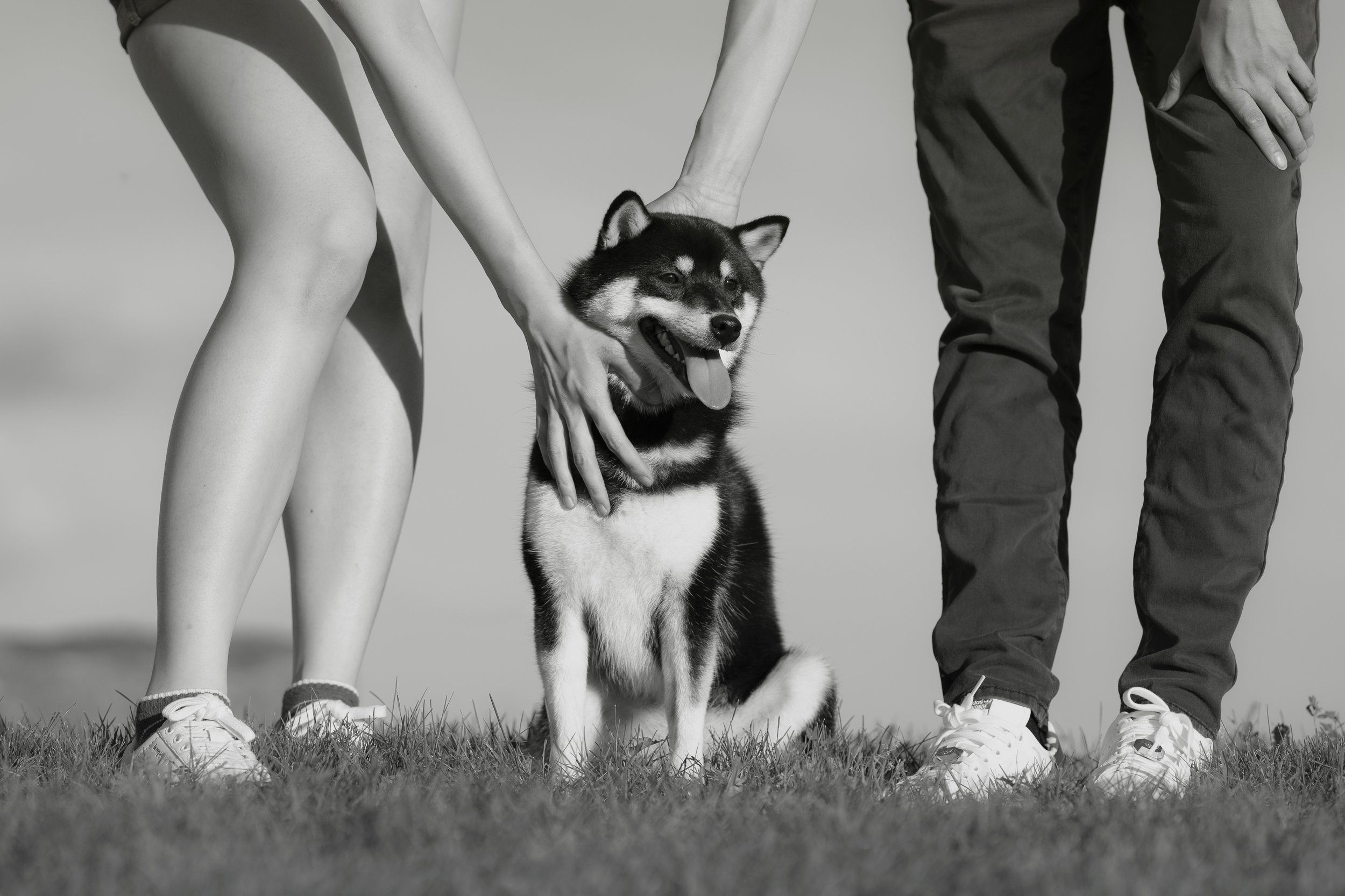Fine Art Pet Photography