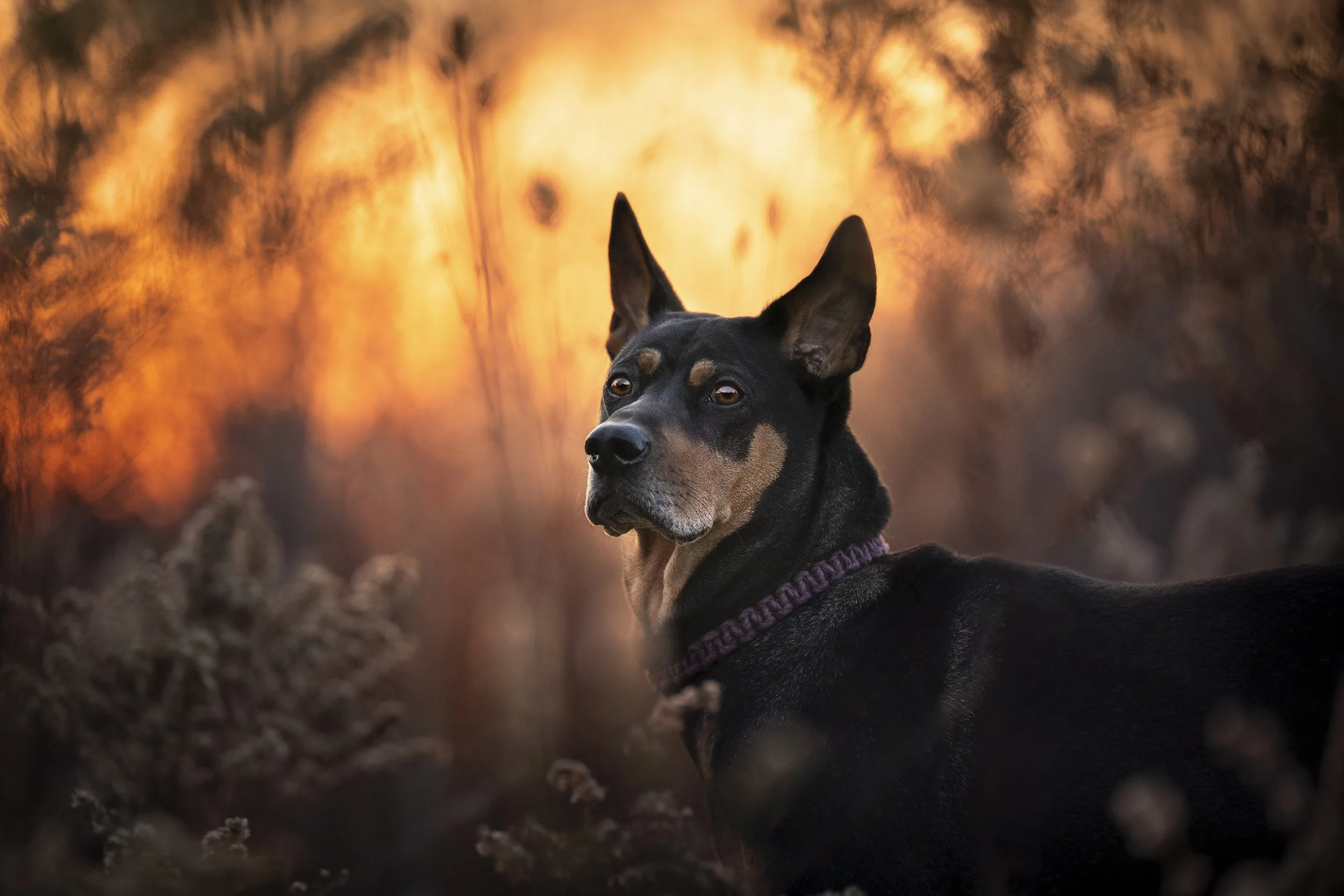Fine Art Pet Photography