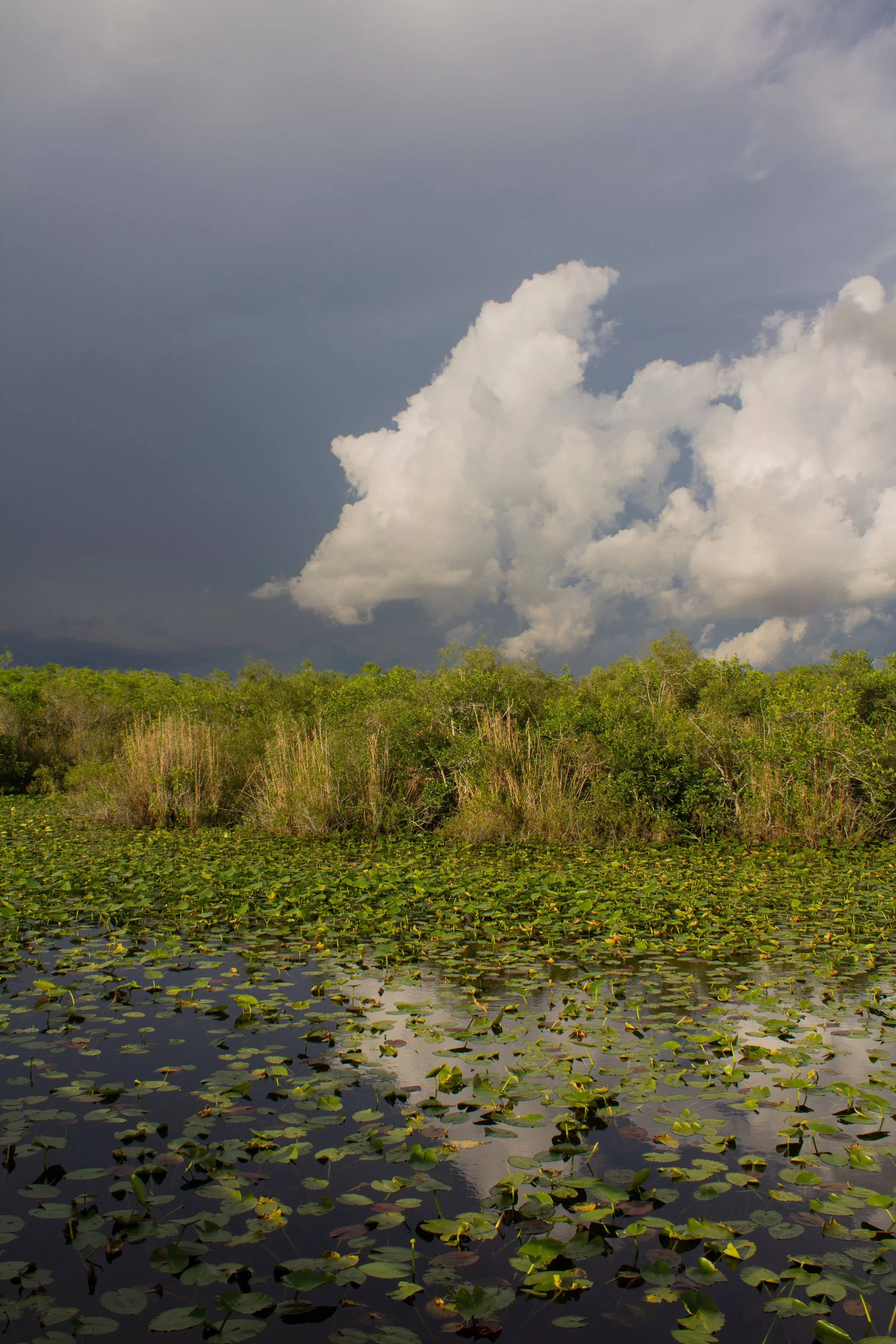 Tolkien's Dead Marshes: Not Dead, Not a Marsh