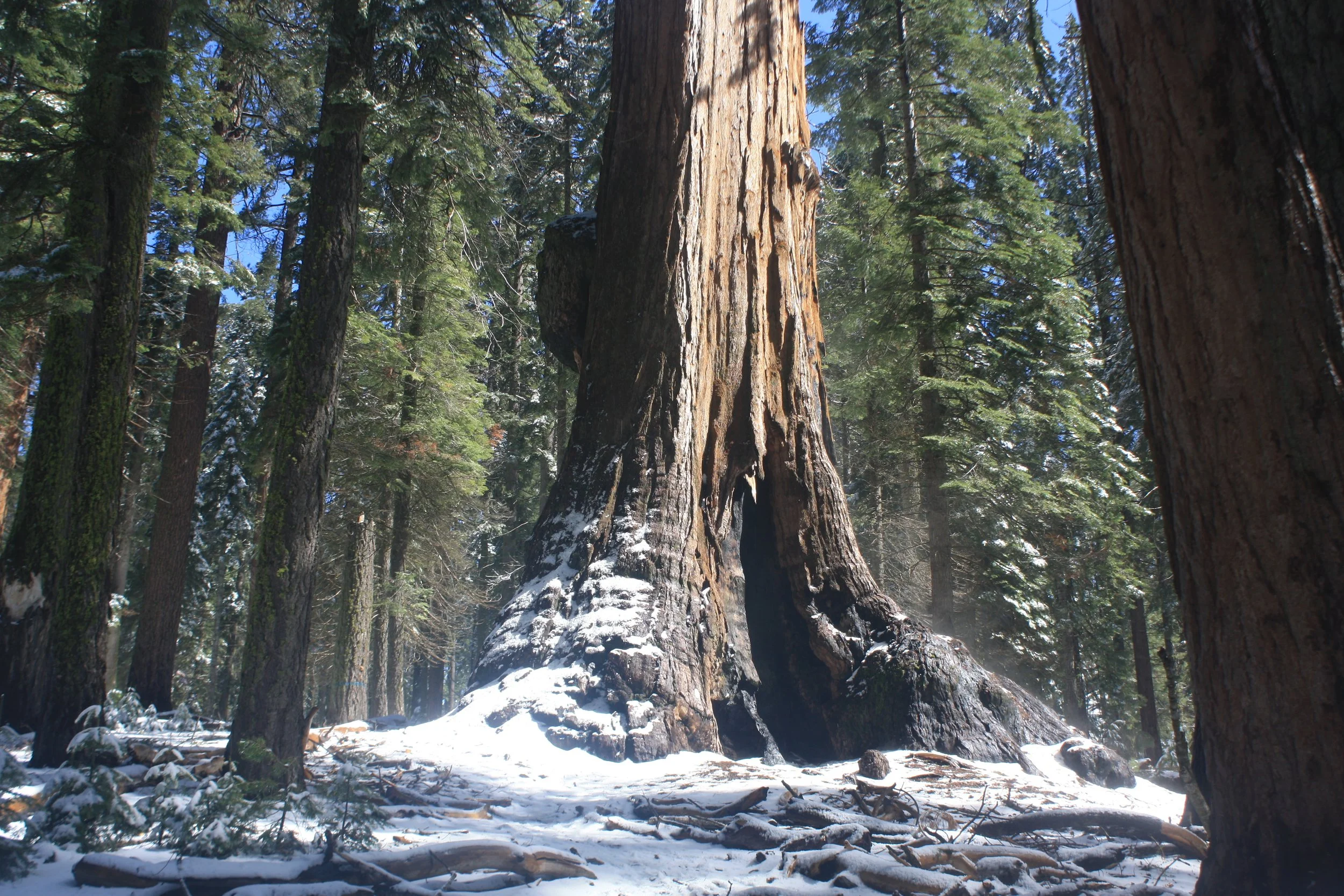 Tolkien’s Fangorn: This Forest is Old