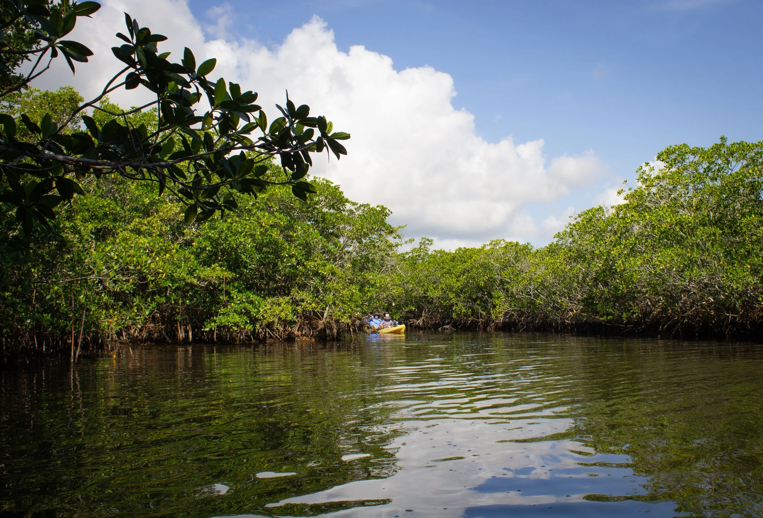 two kayakers in a mangrove swamp on a sunny day
