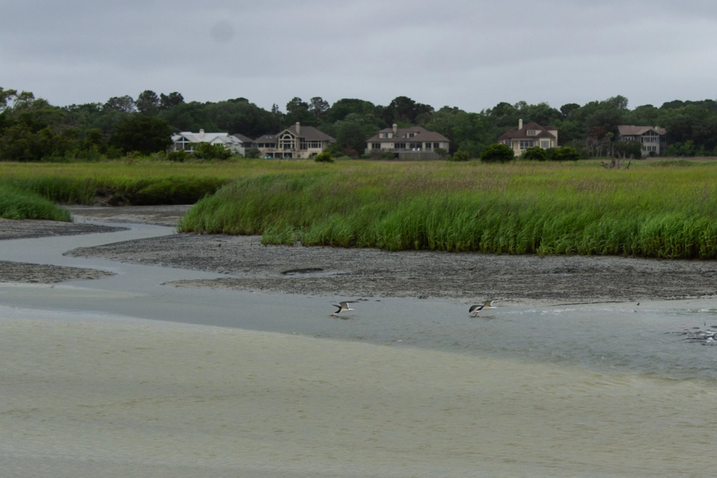 two black skimmers fly through a tidal salt marsh. Several houses sit on the edge of the marsh in the background