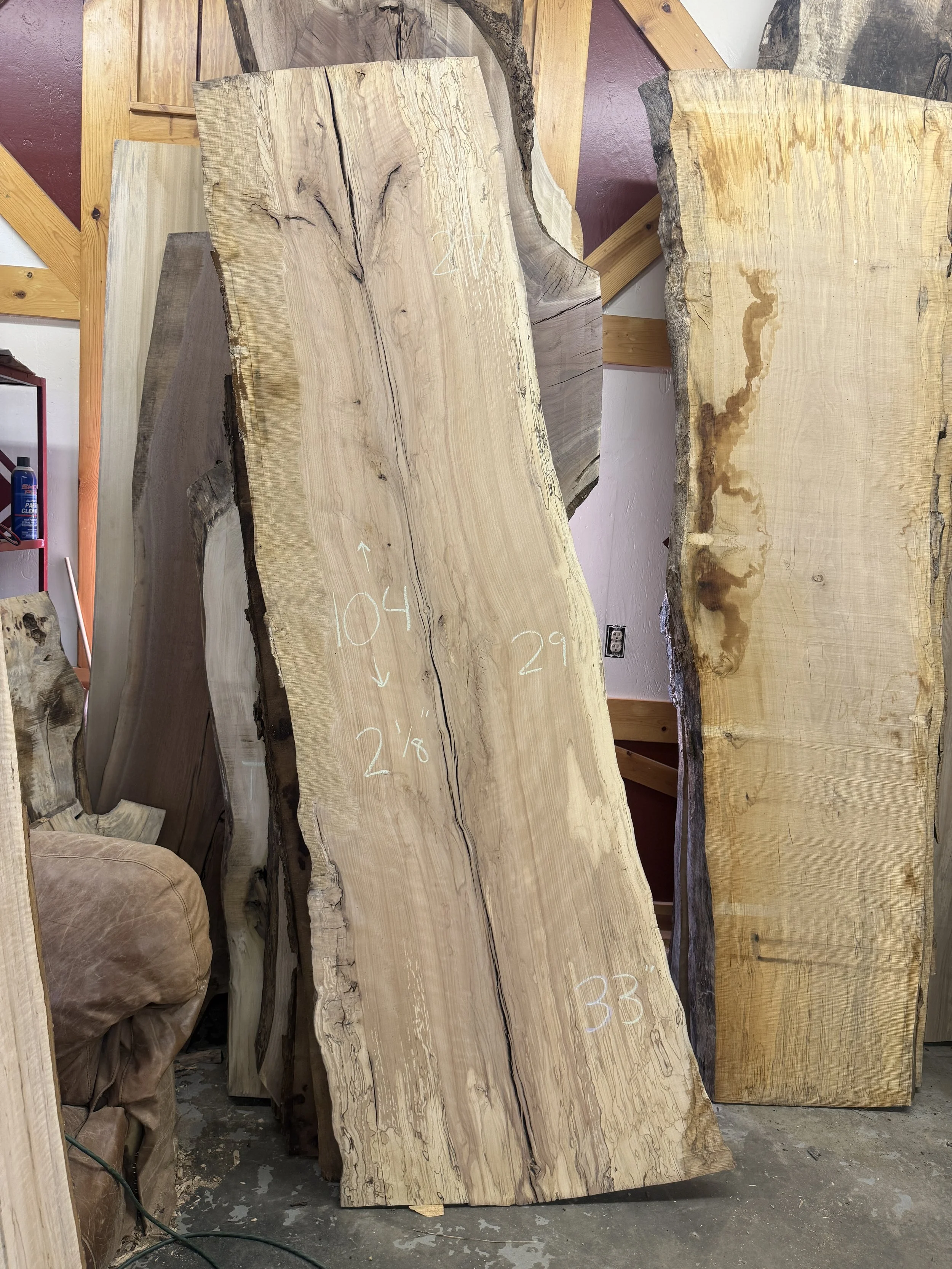 American Beech