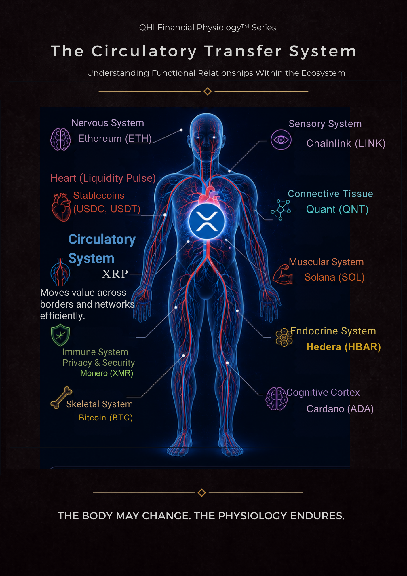 XRP: Circulatory System™