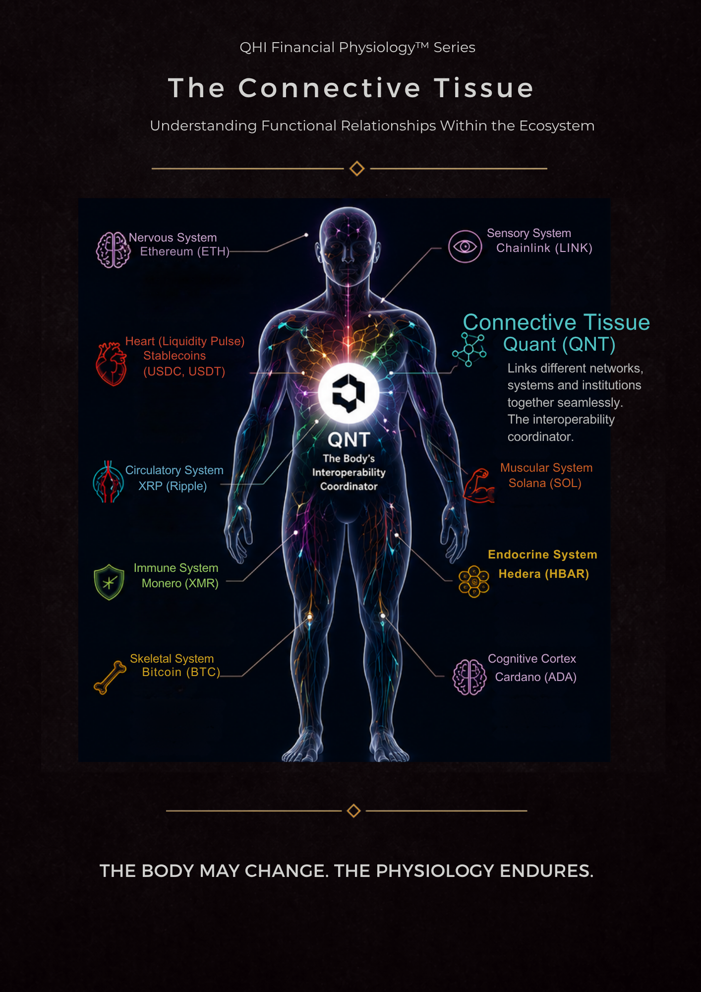 Quant: Connective Tissue™