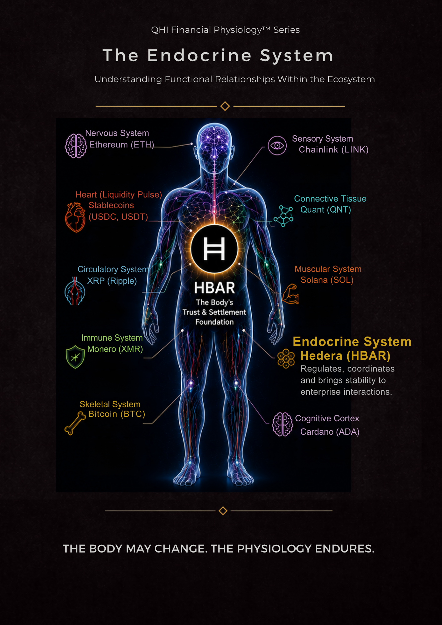 HBAR: Endocrine System™