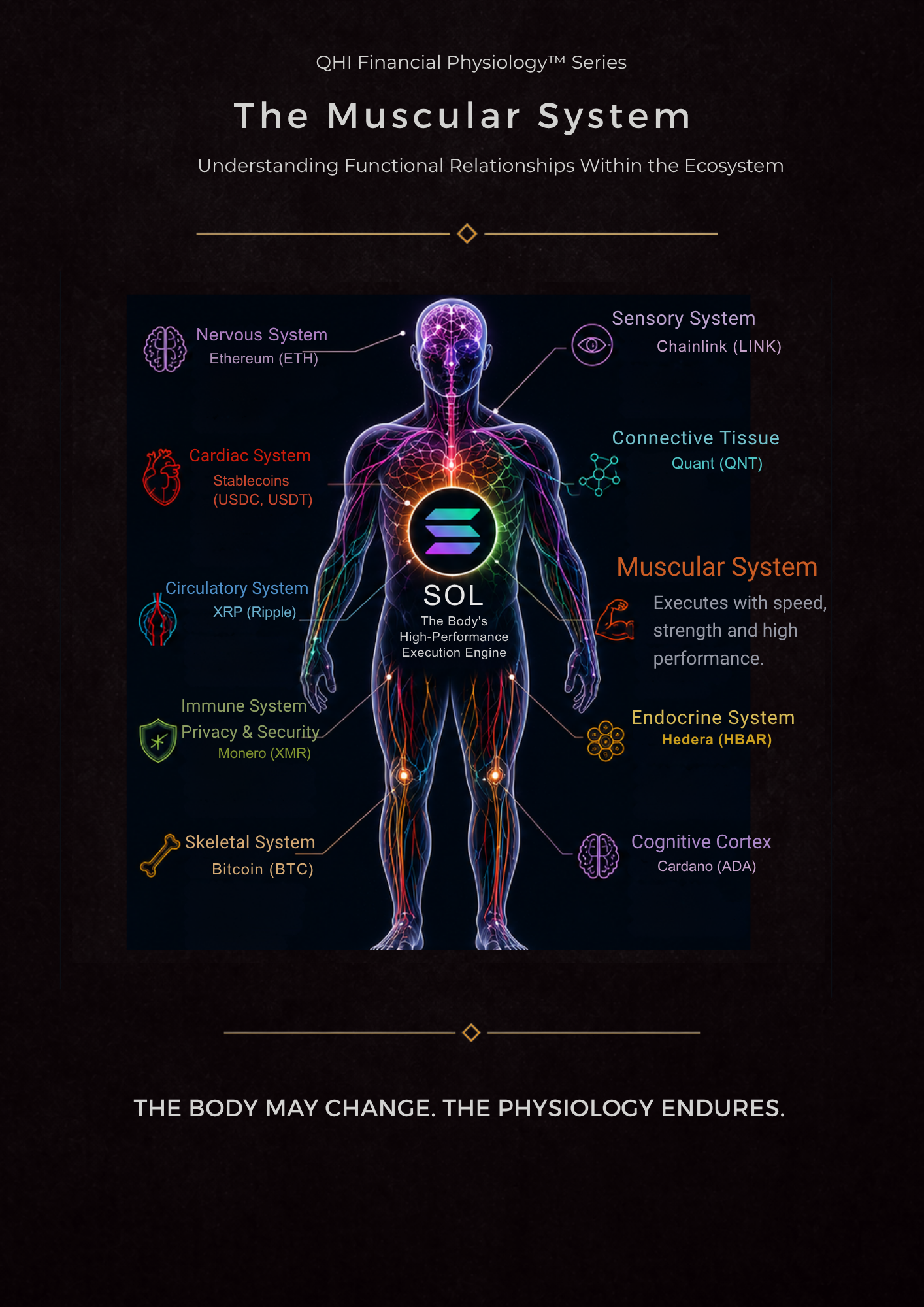 Solana: Muscular System™