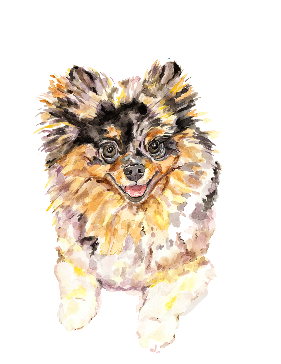 Pomeranianedited2.png