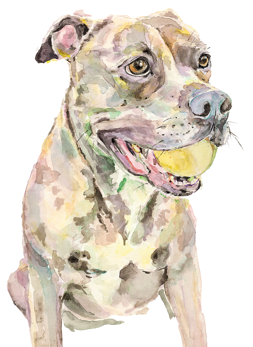 TennisPitbull2.png