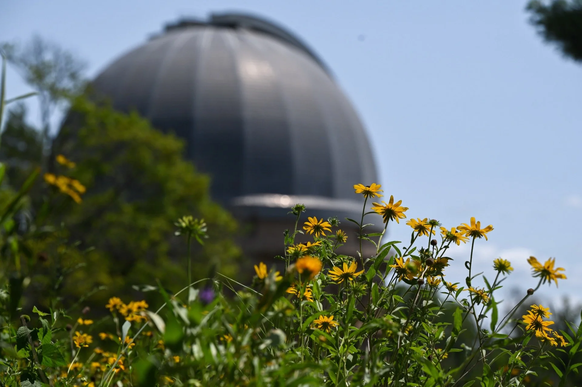 Yellow flowers in the foreground with a gray dome structure in the background under a blue sky.