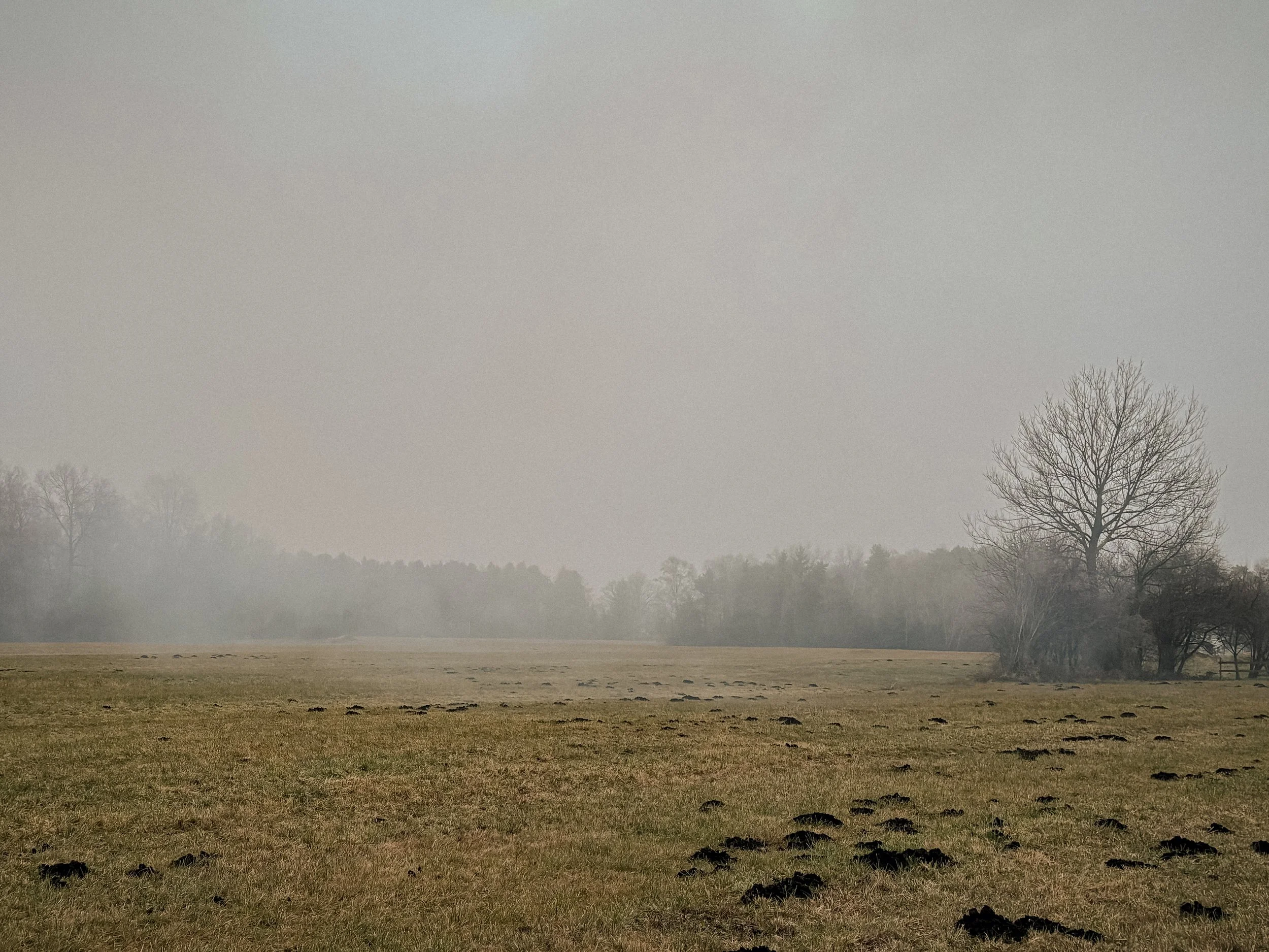 Open field with numerous animal holes and a few leafless trees under a foggy sky.