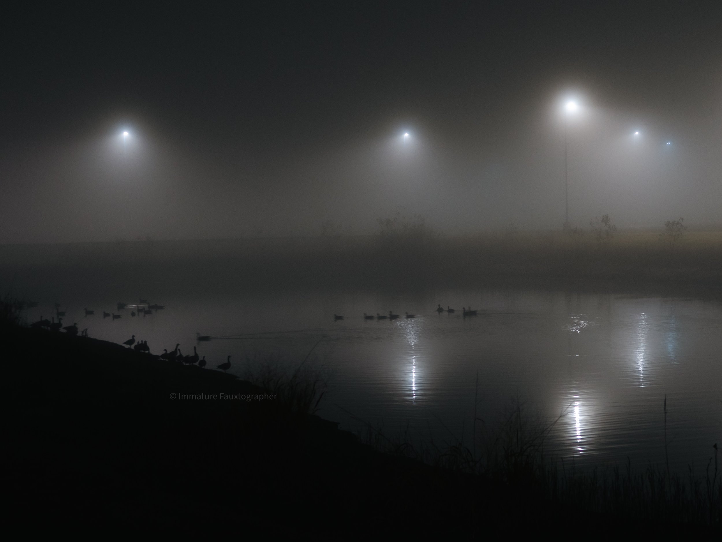 Nighttime foggy scene over a lake with ducks along the shore. Bright lights are reflected on the water, with mists obscuring the background.