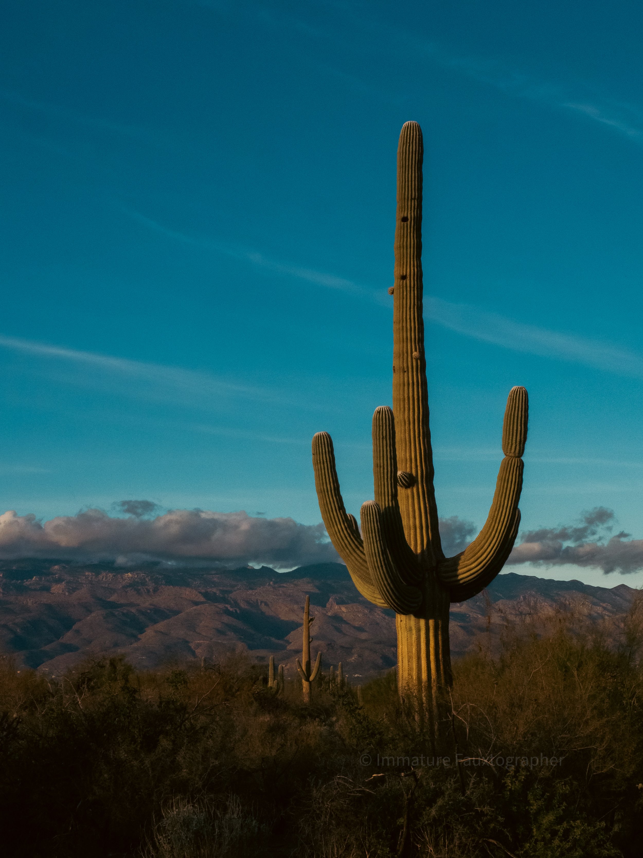 Saguaro National Park