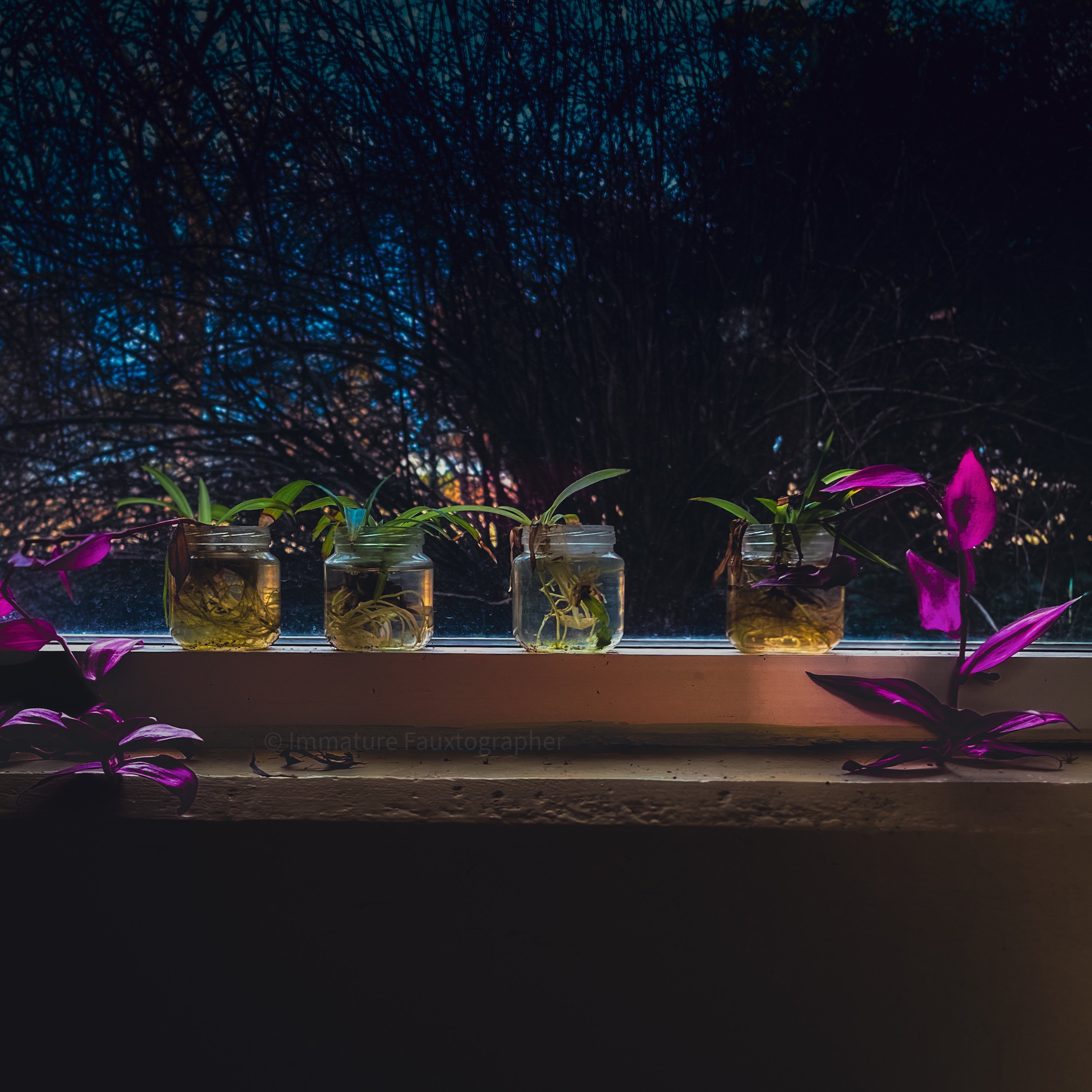A row of four glass jars with plants on a windowsill at dusk or dawn, with trees visible outside the window.