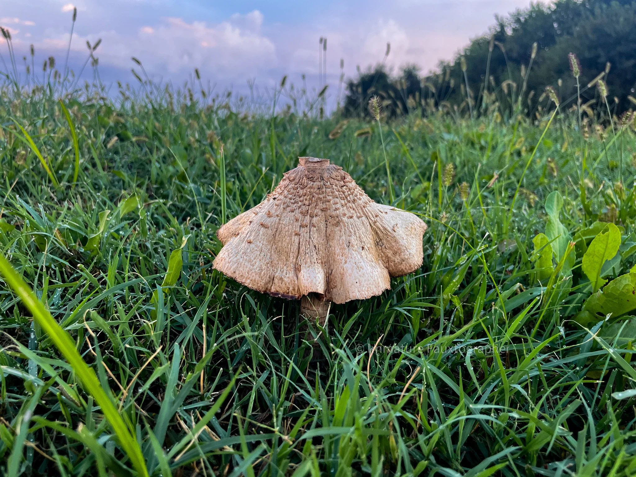 Close-up of a mushroom growing in green grass outdoors, with trees and cloudy sky in the background.