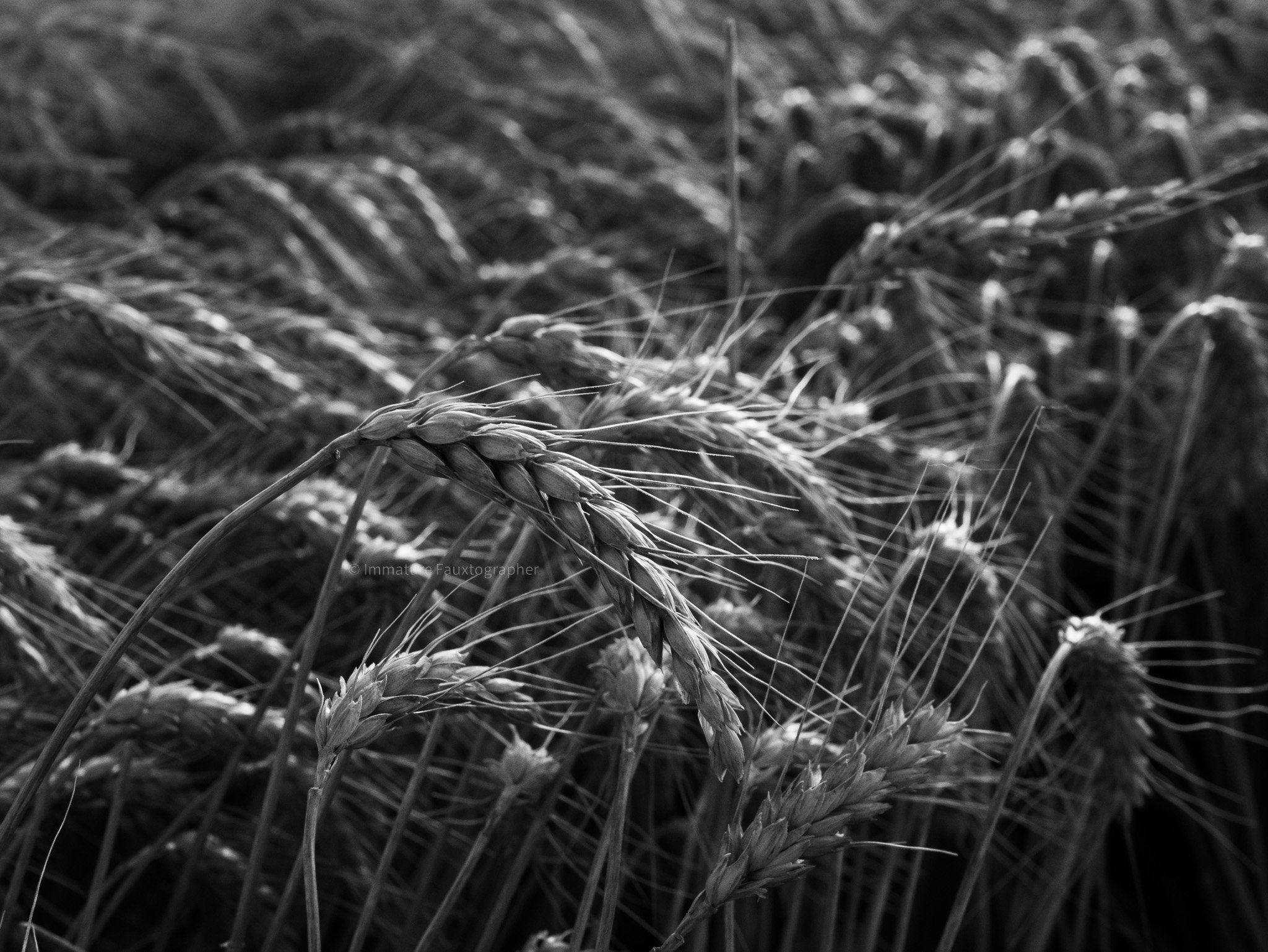 Close-up of wheat stalks in a field, black and white photography
