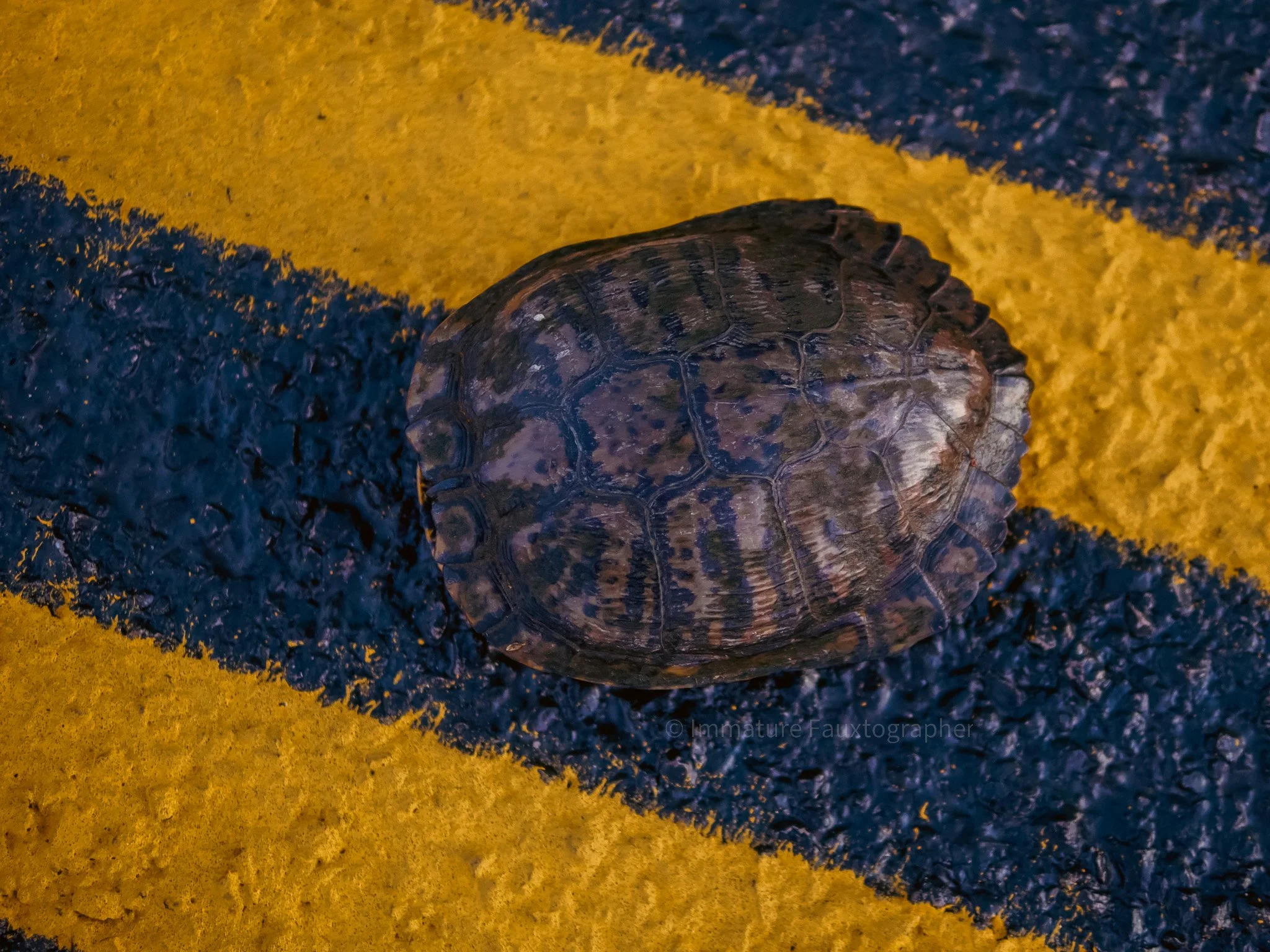 A turtle on a street with yellow and blue painted lines.