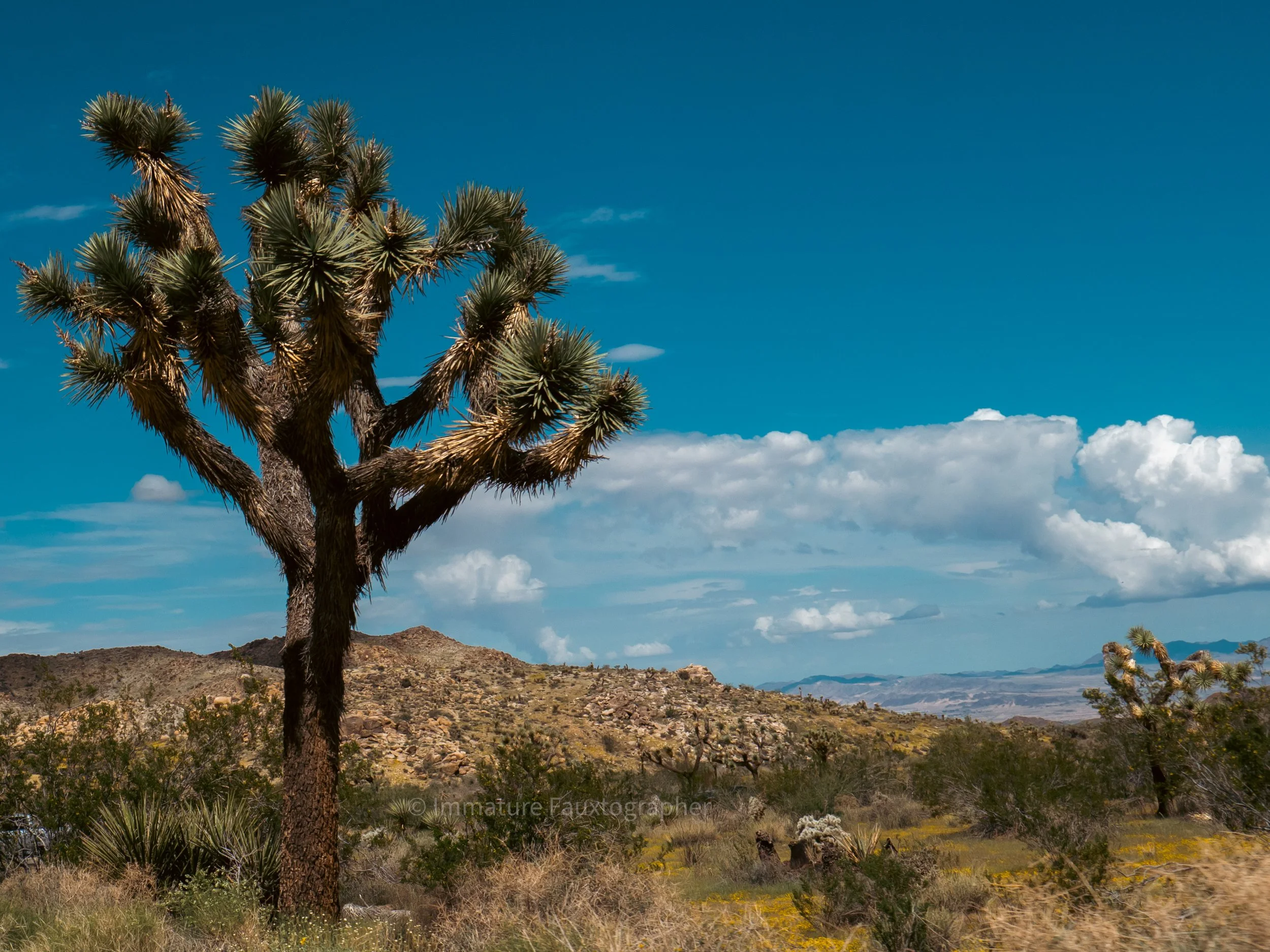 Joshua Tree National Park