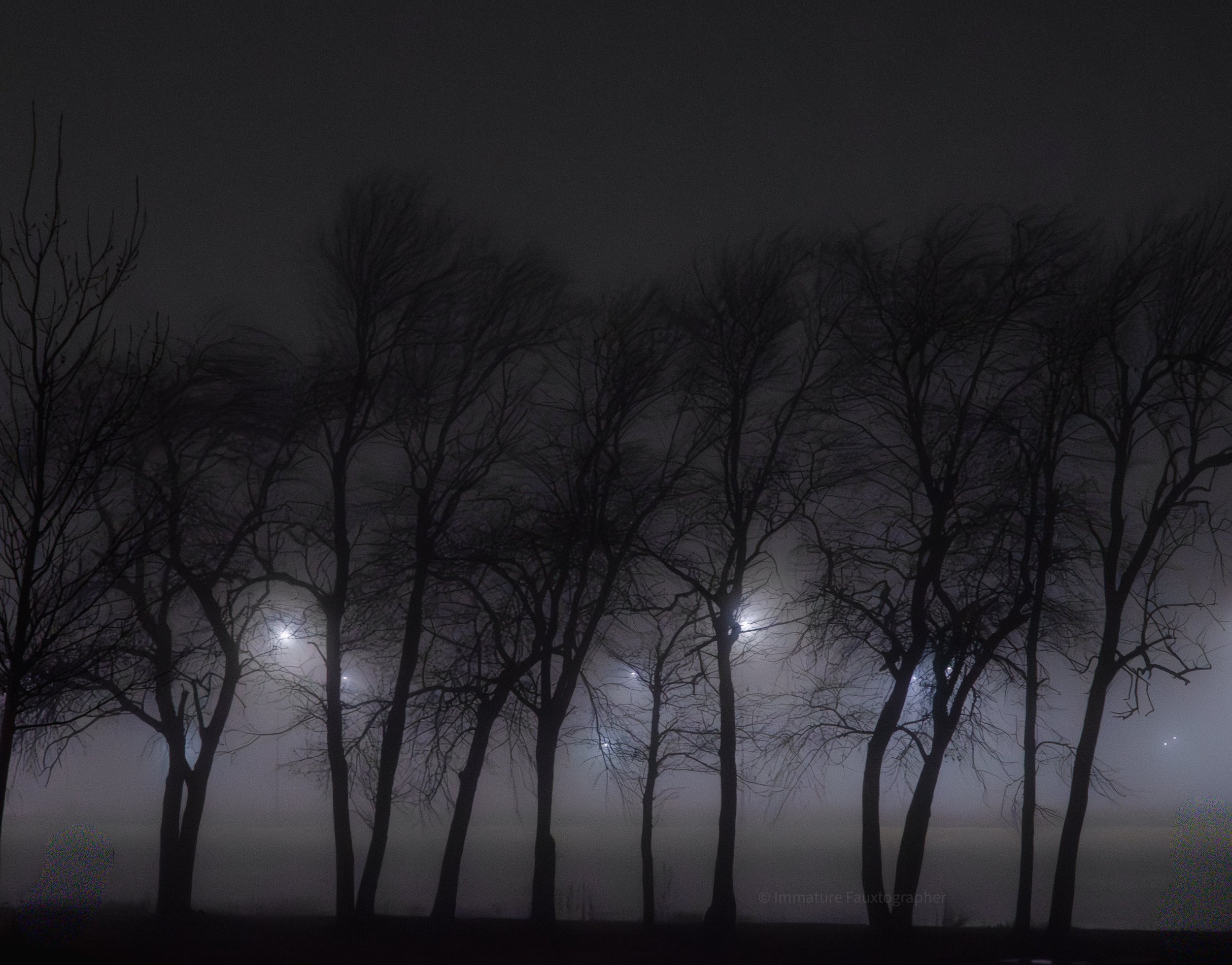 Silhouettes of leafless trees against a foggy night sky with bright lights shining through the fog.