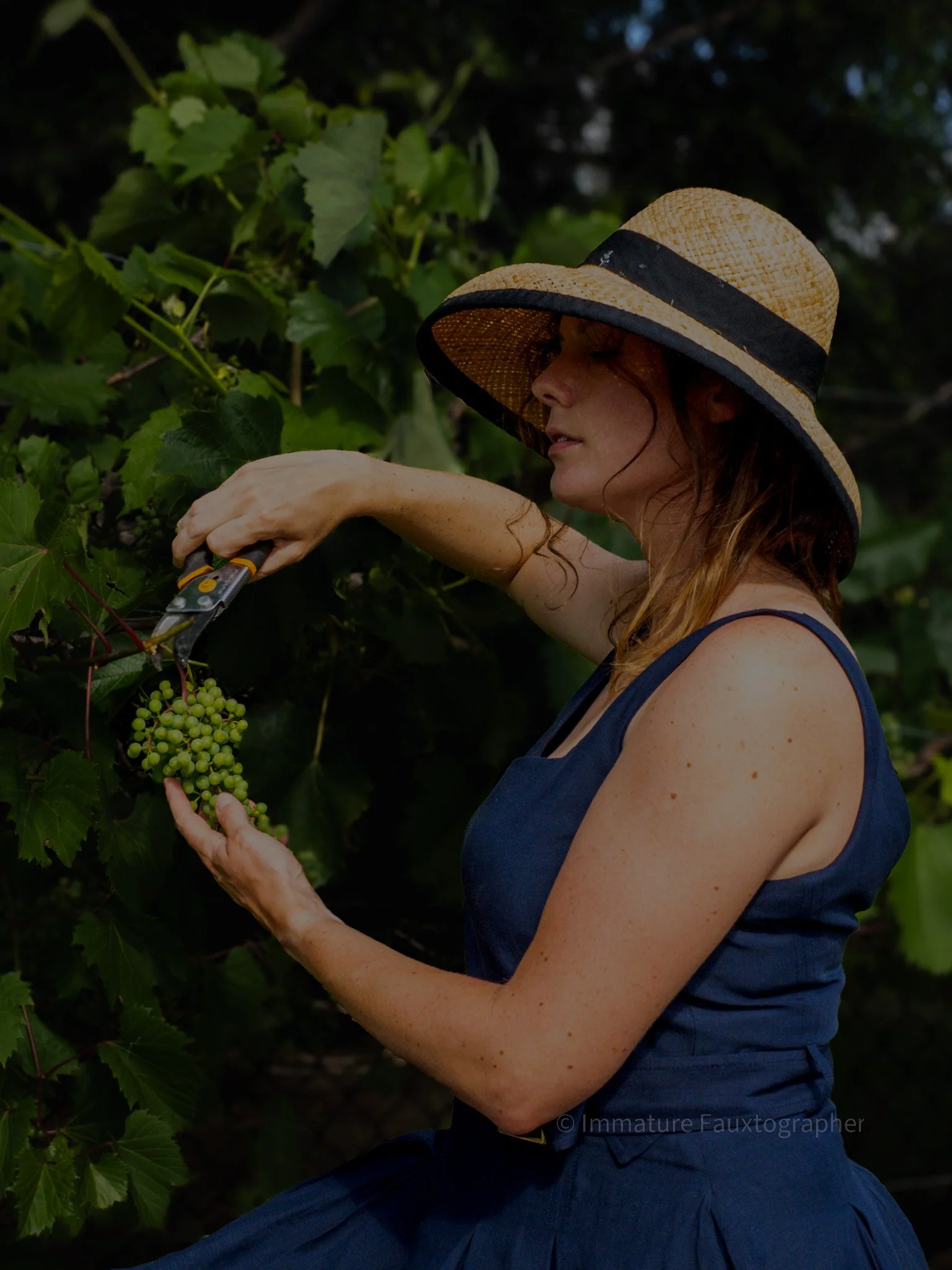 A woman wearing a large straw hat and a blue dress picks green grapes with pruning shears in a vineyard.
