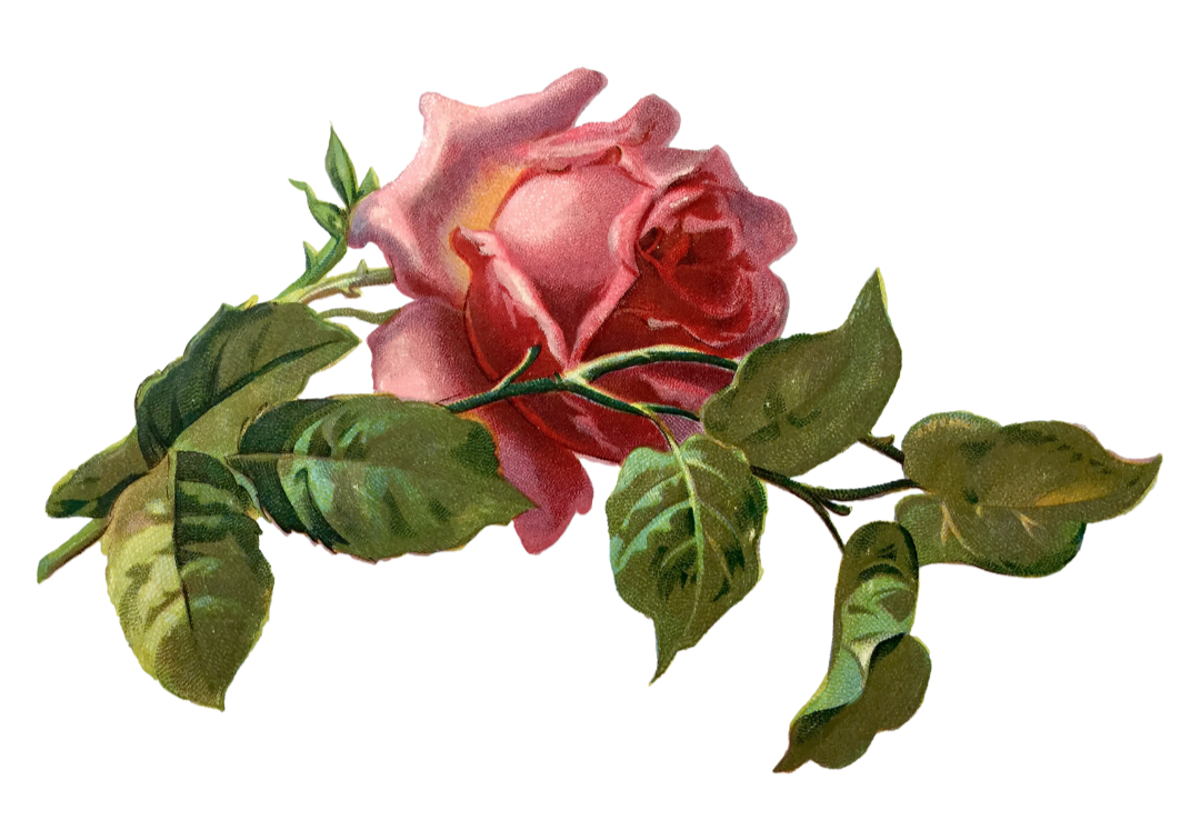 A pink rose with green leaves on a stem.