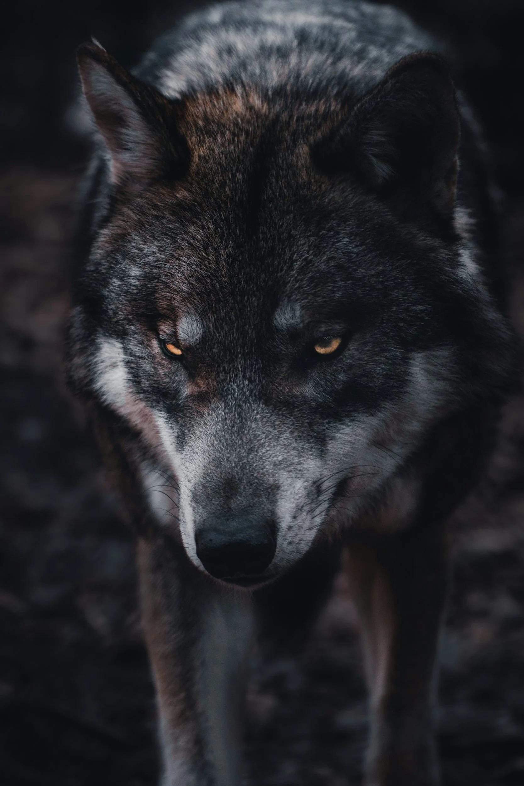 Close-up of a black and gray husky dog with piercing yellow eyes, looking directly at the camera in a dark setting.
