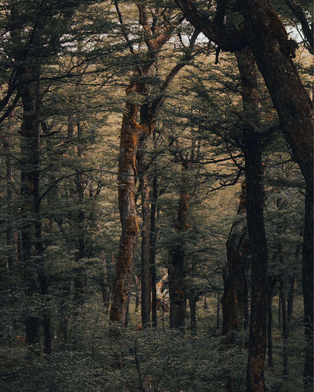 Dense forest with tall trees covered in moss and green leaves, with soft sunlight filtering through the canopy.