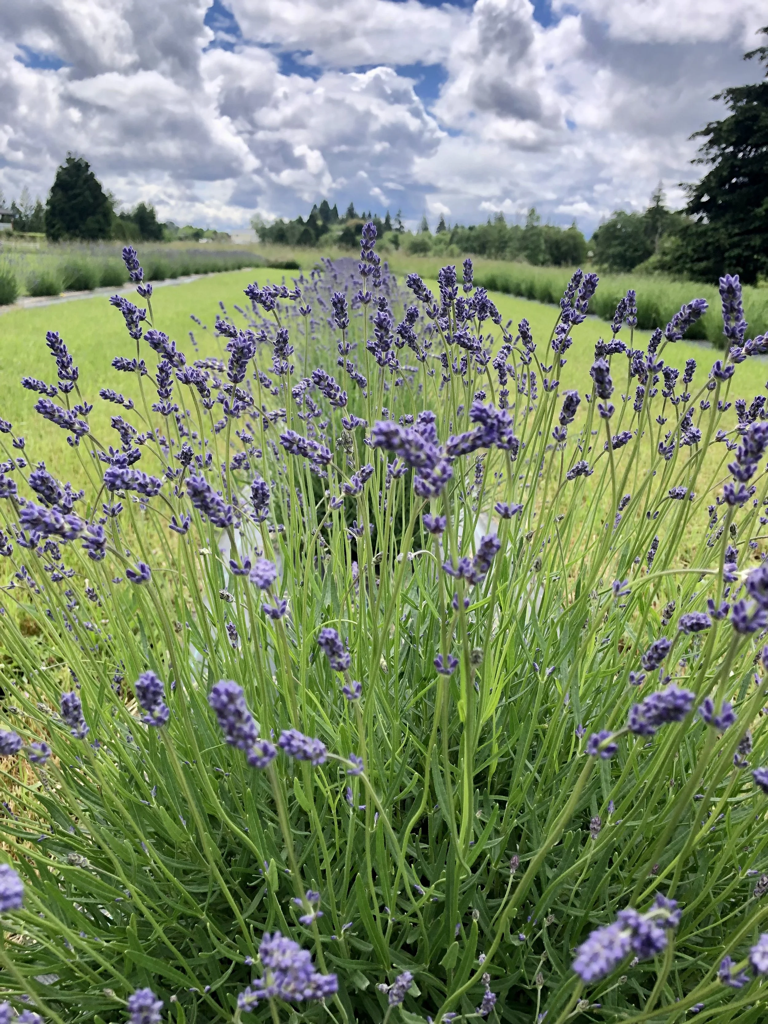 Lavender Flow-                             A Qigong Experience