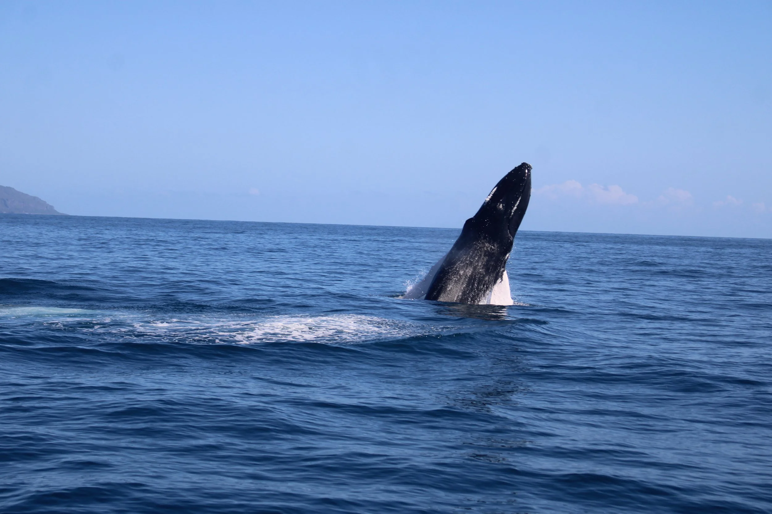 Whale Watching &amp; Bacardi Island: A Wild, Beautiful Day in the Dominican Republic