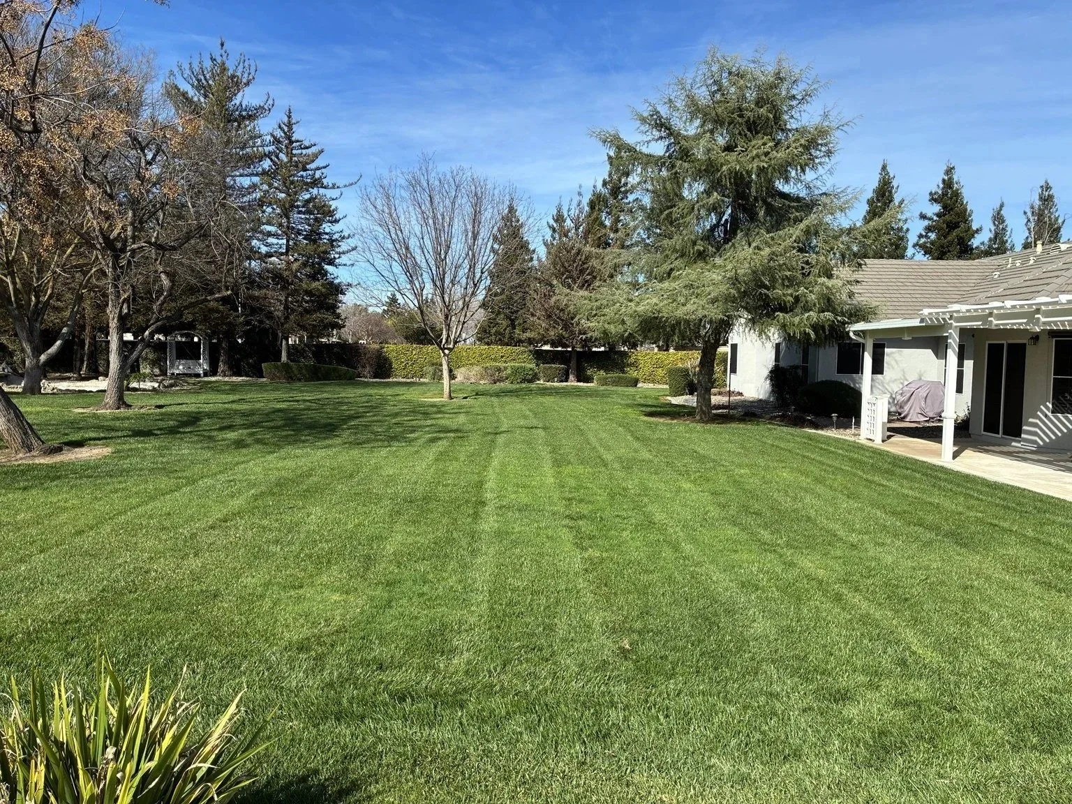 lawn_photo_2.jpg