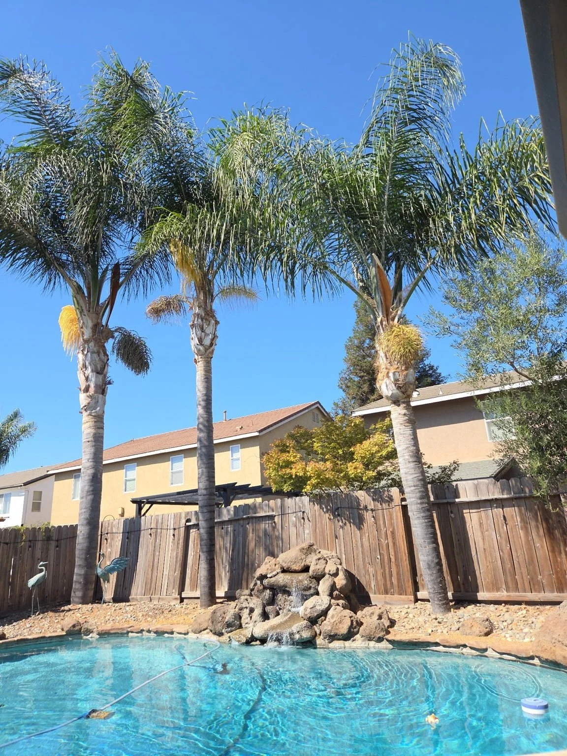 A before photo of a Queen Palm cleanup. Hughson, CA