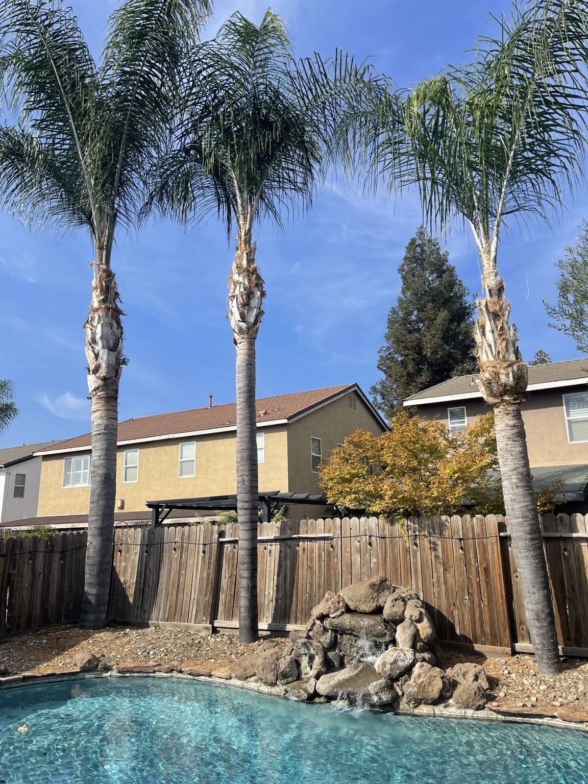 An After photo of a Queen Palm cleanup. Hughson, CA