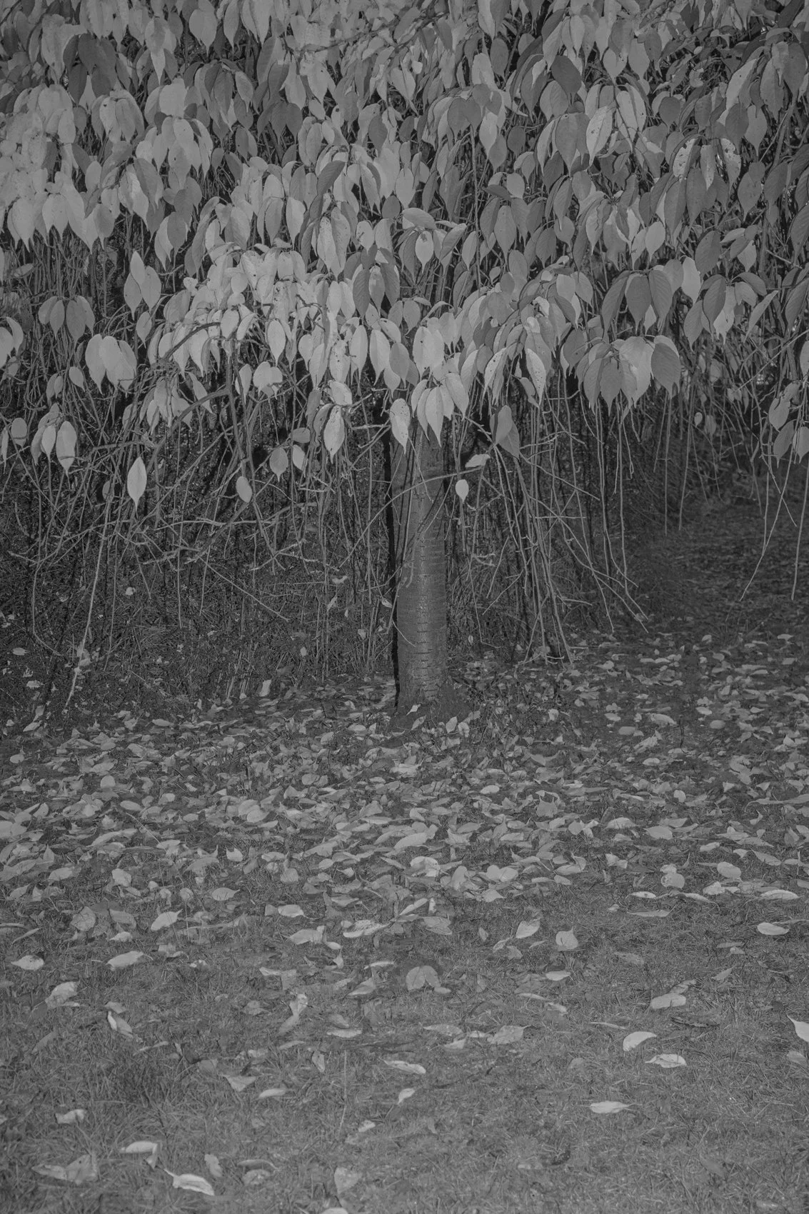 R0004893.jpg