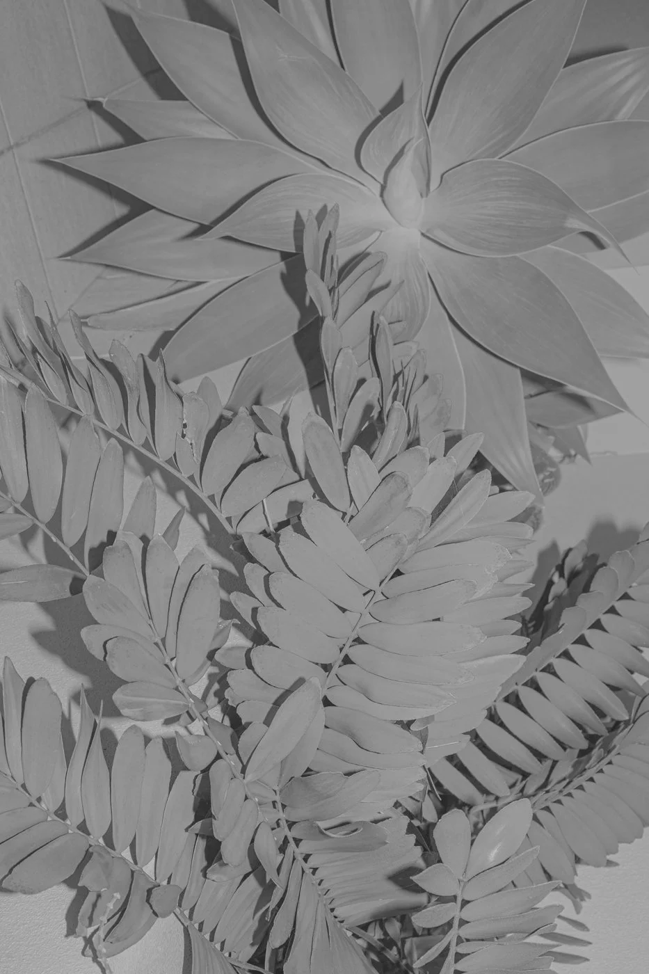 'Monochrome Botanics' Exhibit Taradale Mineral Springs Festival Victoria, and Private Collection