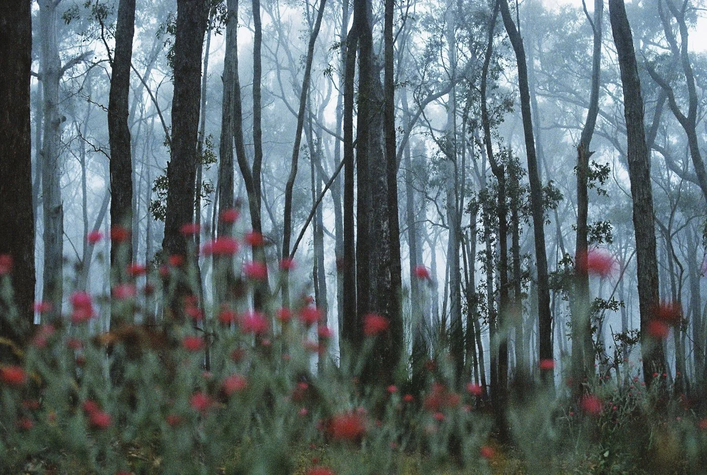 My Woods - (Film)