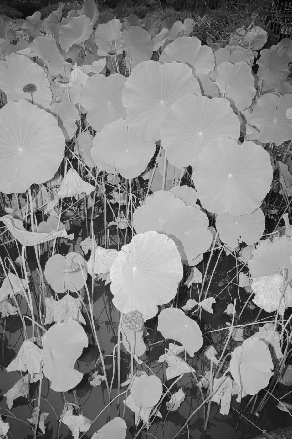 Monochrome Botanics