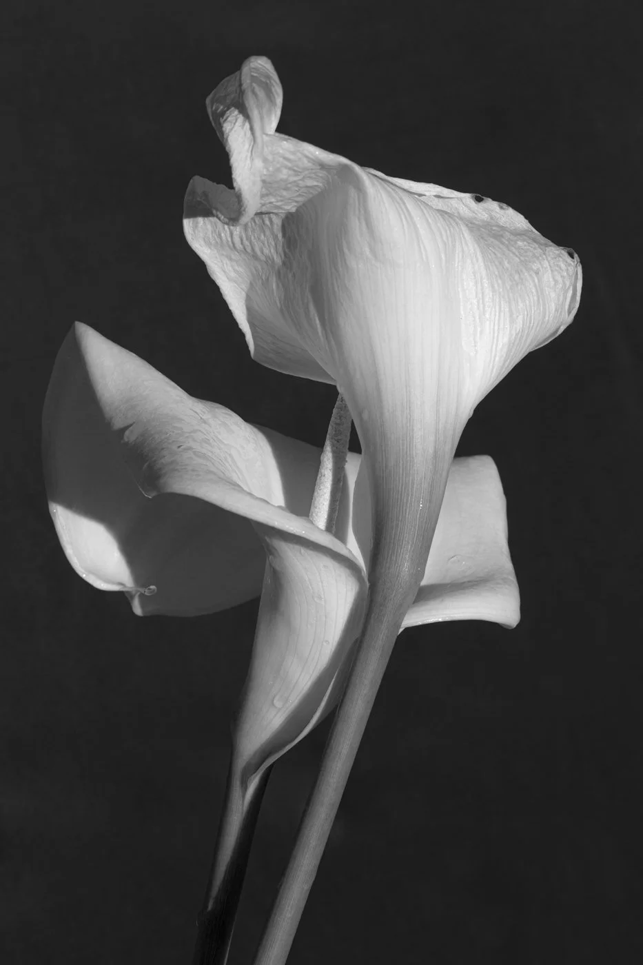 Lily (2)