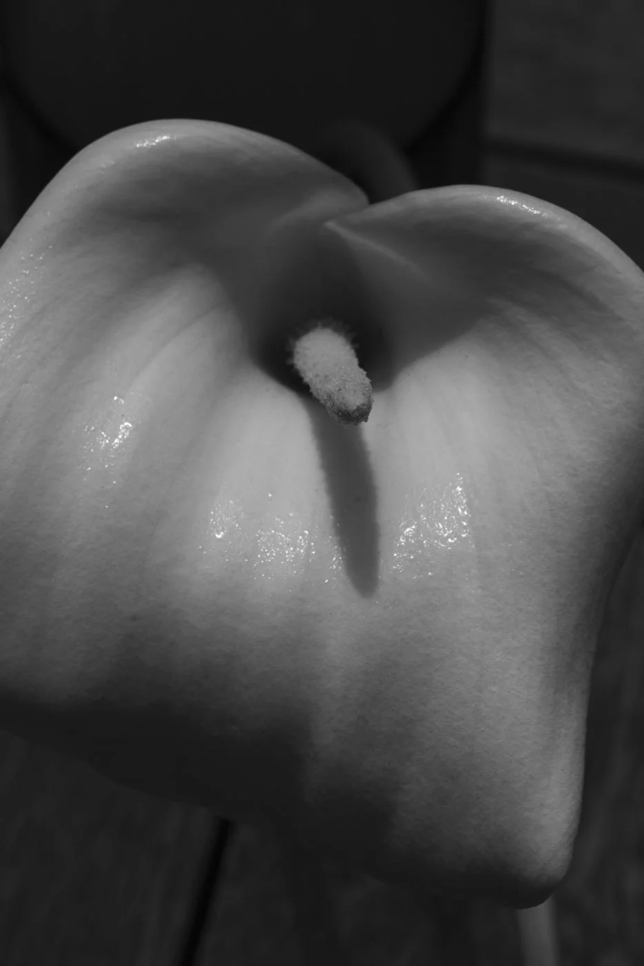 The Lily