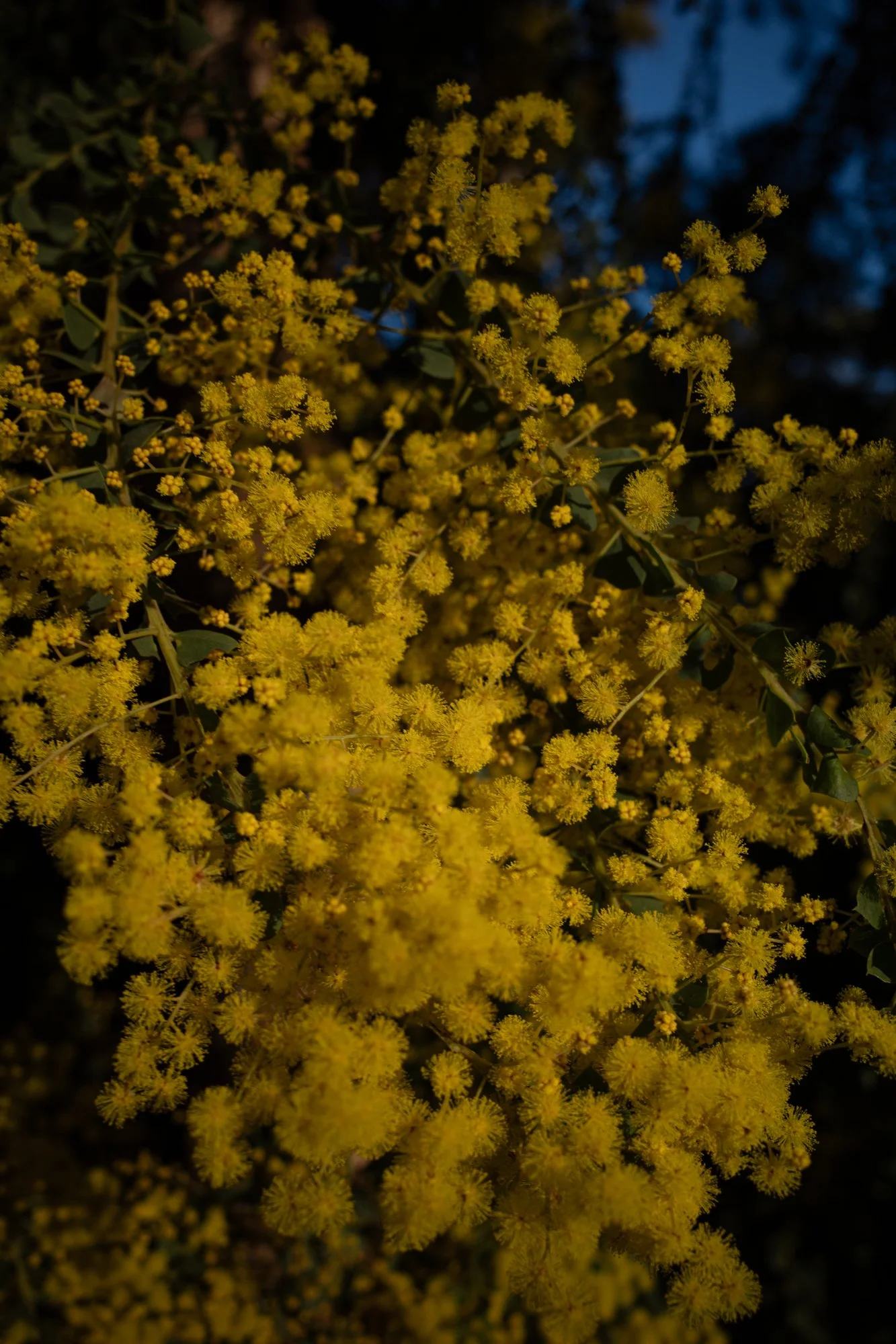 Wattle