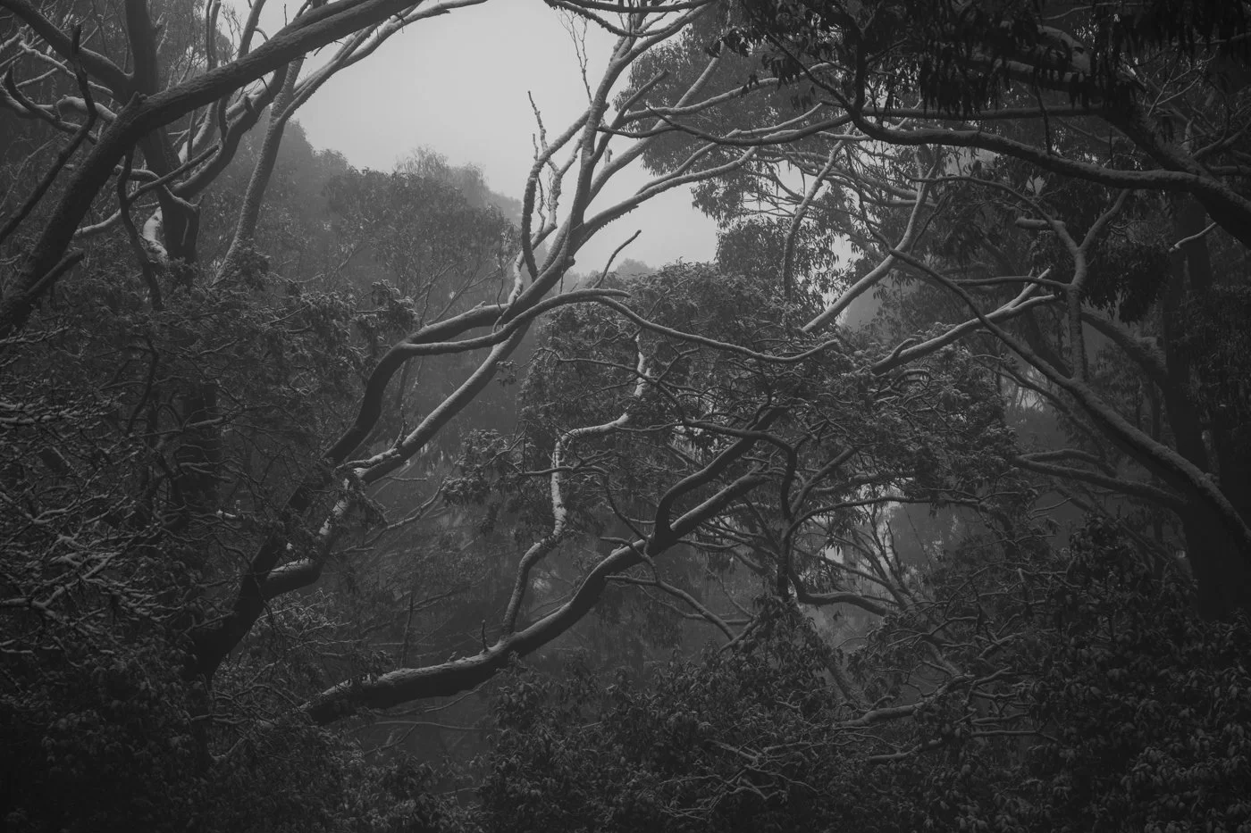 Macedon Winter