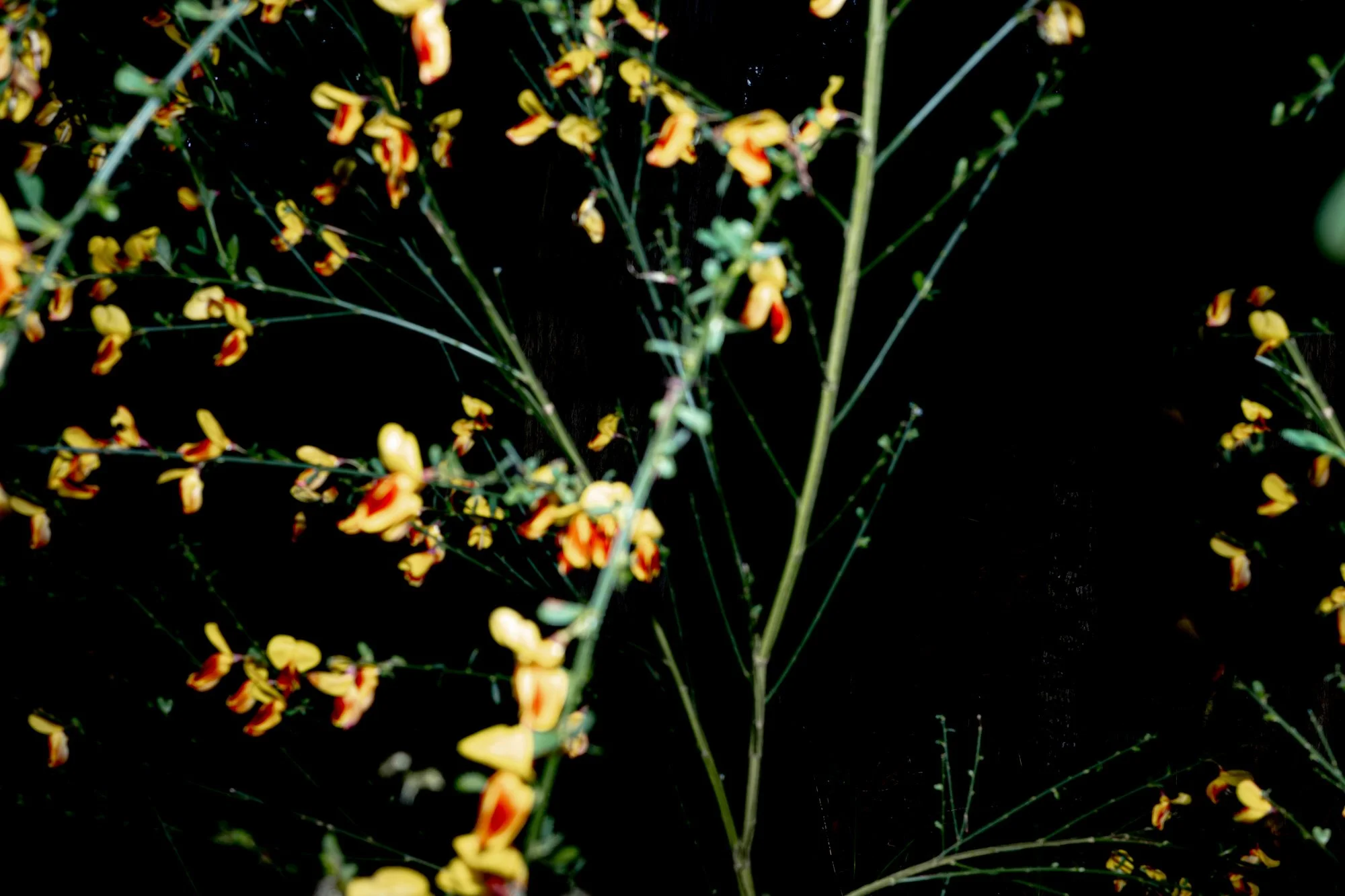 R0004558-4.jpg