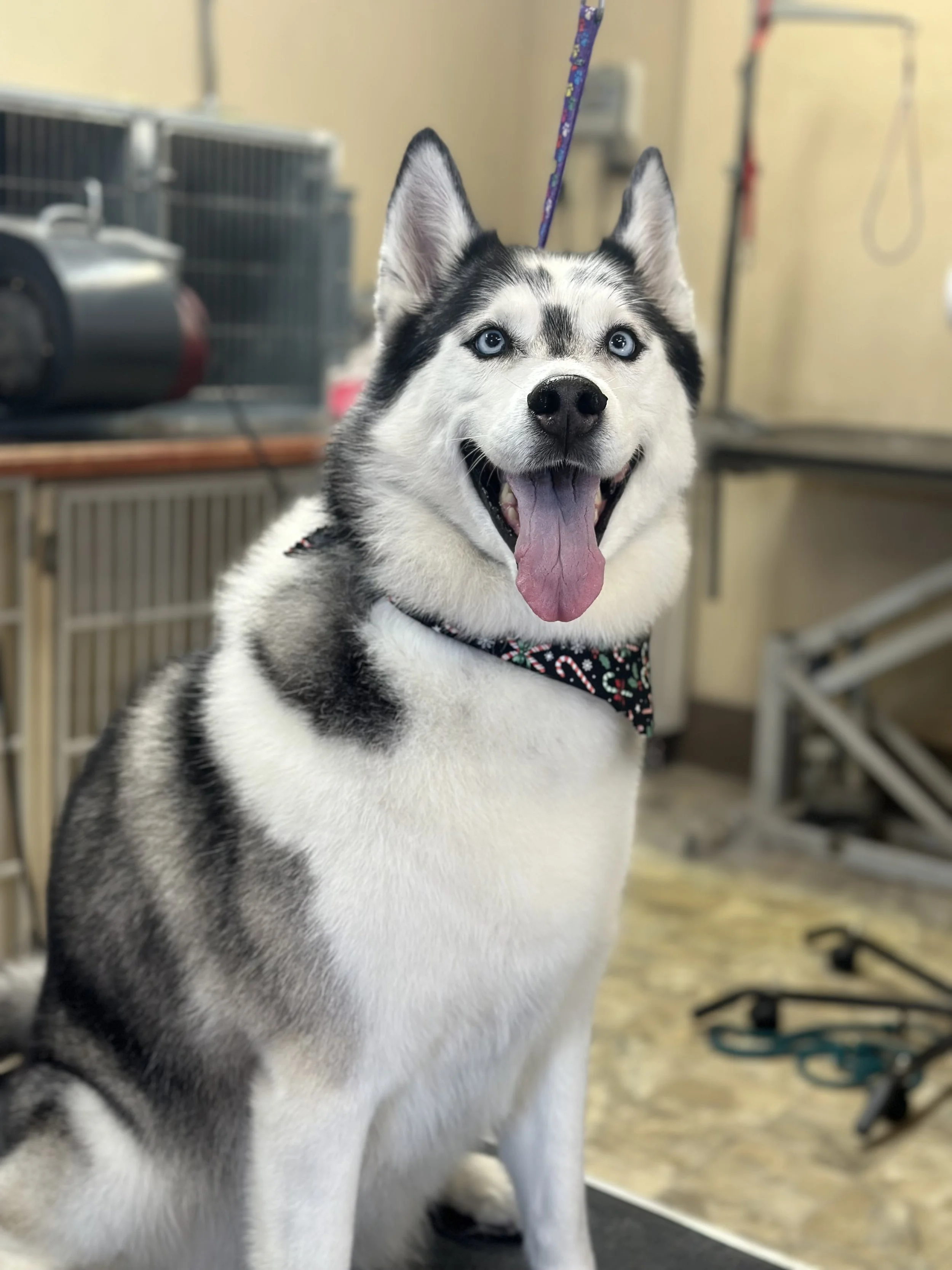 De-Shedding Treatment