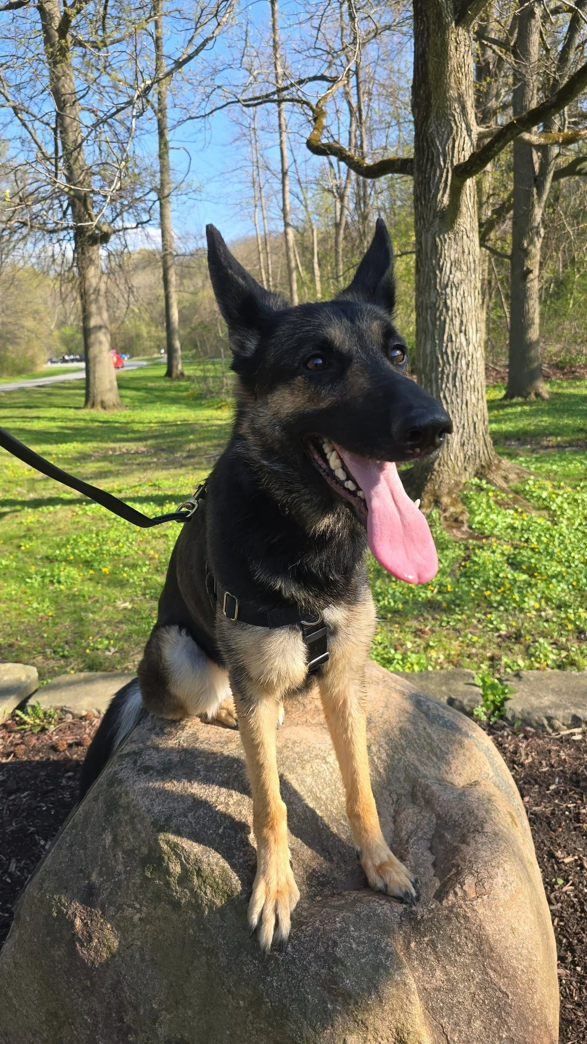 A dog sitting on a rock during a walk in a park.
