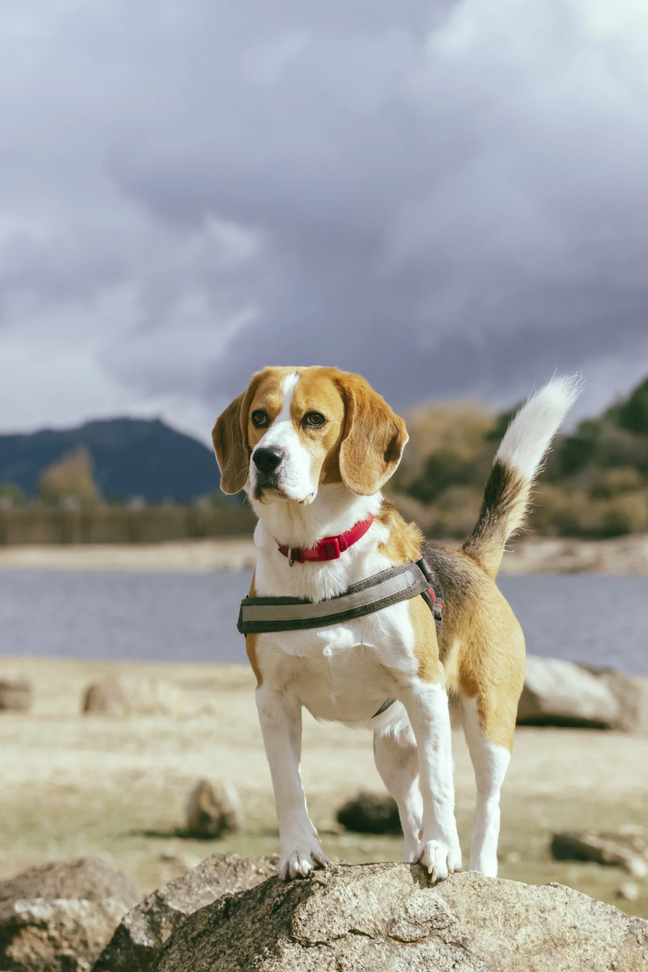 A beagle dog standing on a rock outdoors with a cloudy sky and mountains in the background.