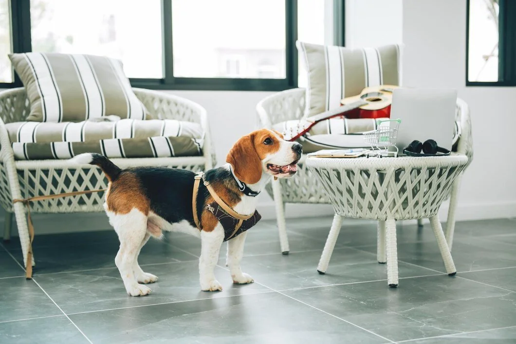 Beagle dog standing on tiled floor with wicker furniture and pillows, in a bright room with large windows. Items on table include a laptop, headphones, a toy shopping cart, and a guitar, suggesting an indoor living or workspace area.