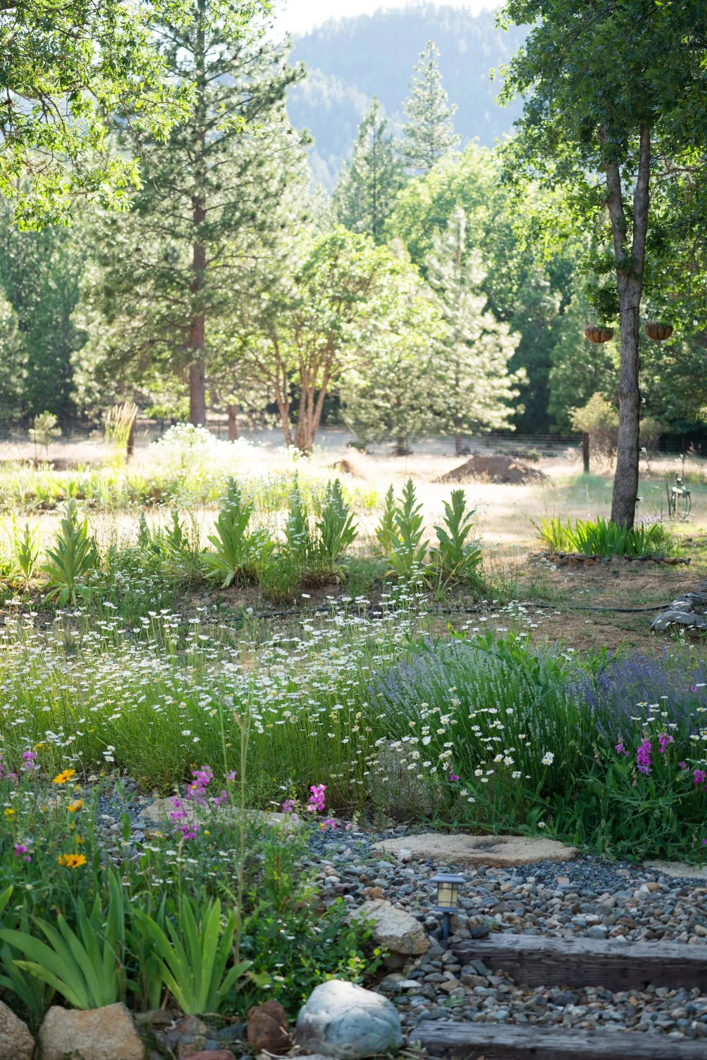blossom-sanctuary-garden-path.jpg